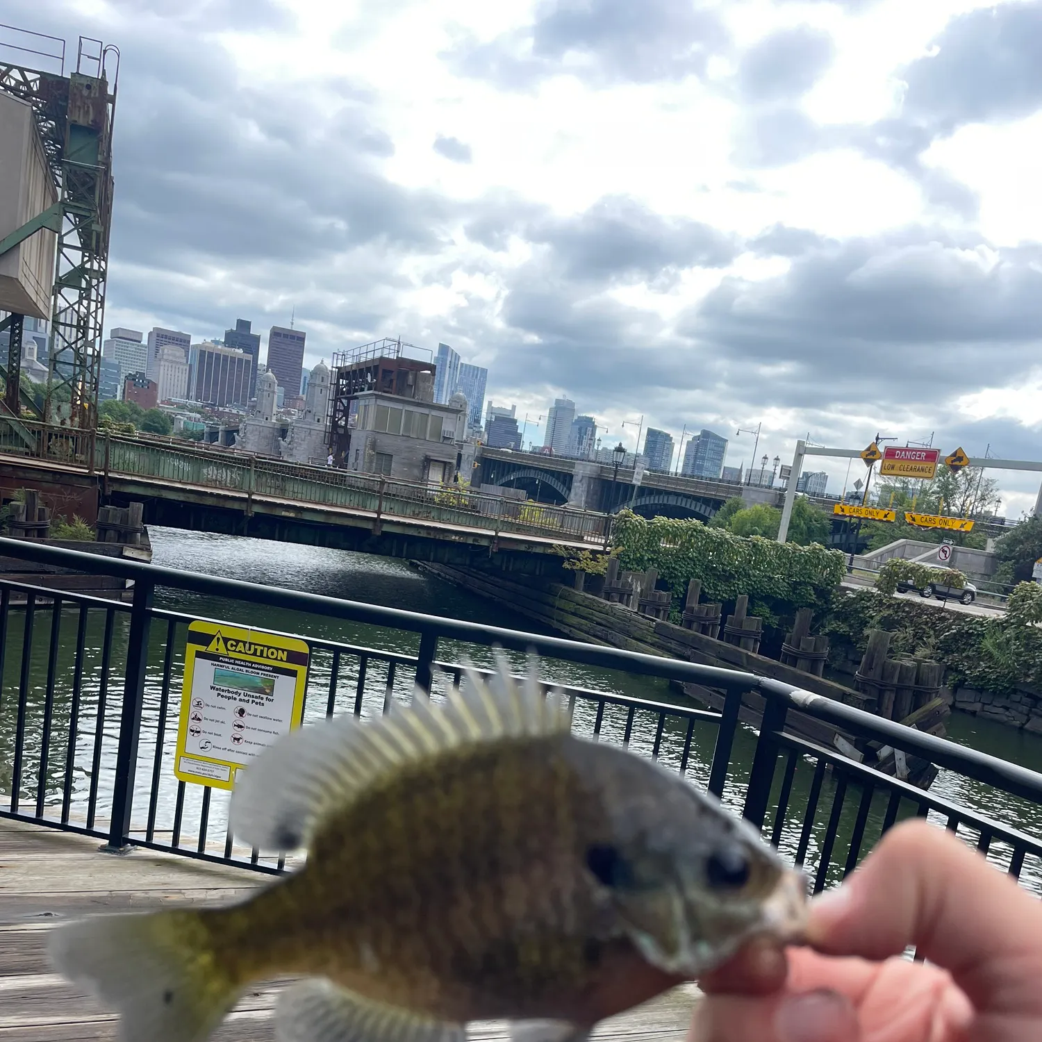 Bluegill caught on Fishbrain