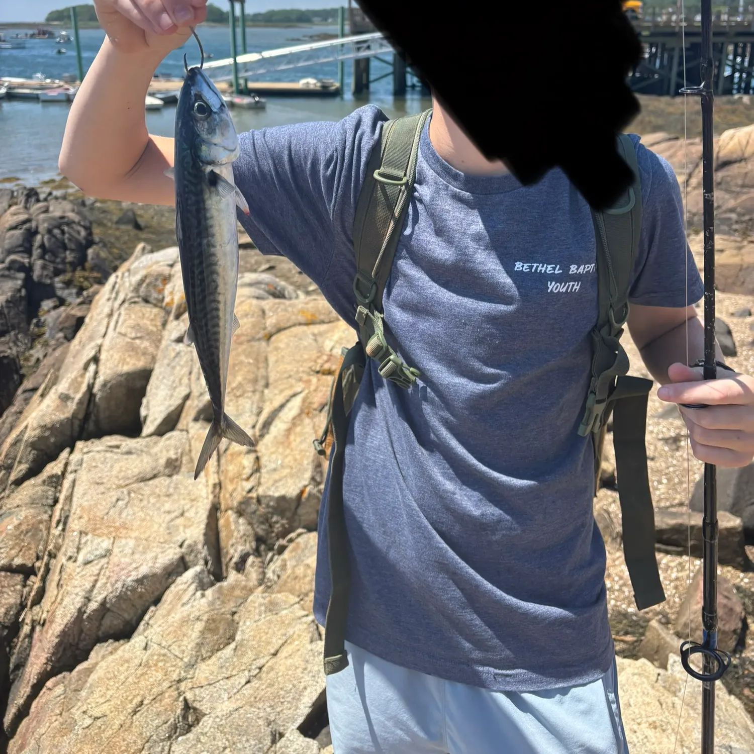 The most recent Atlantic mackerel catches on Fishbrain