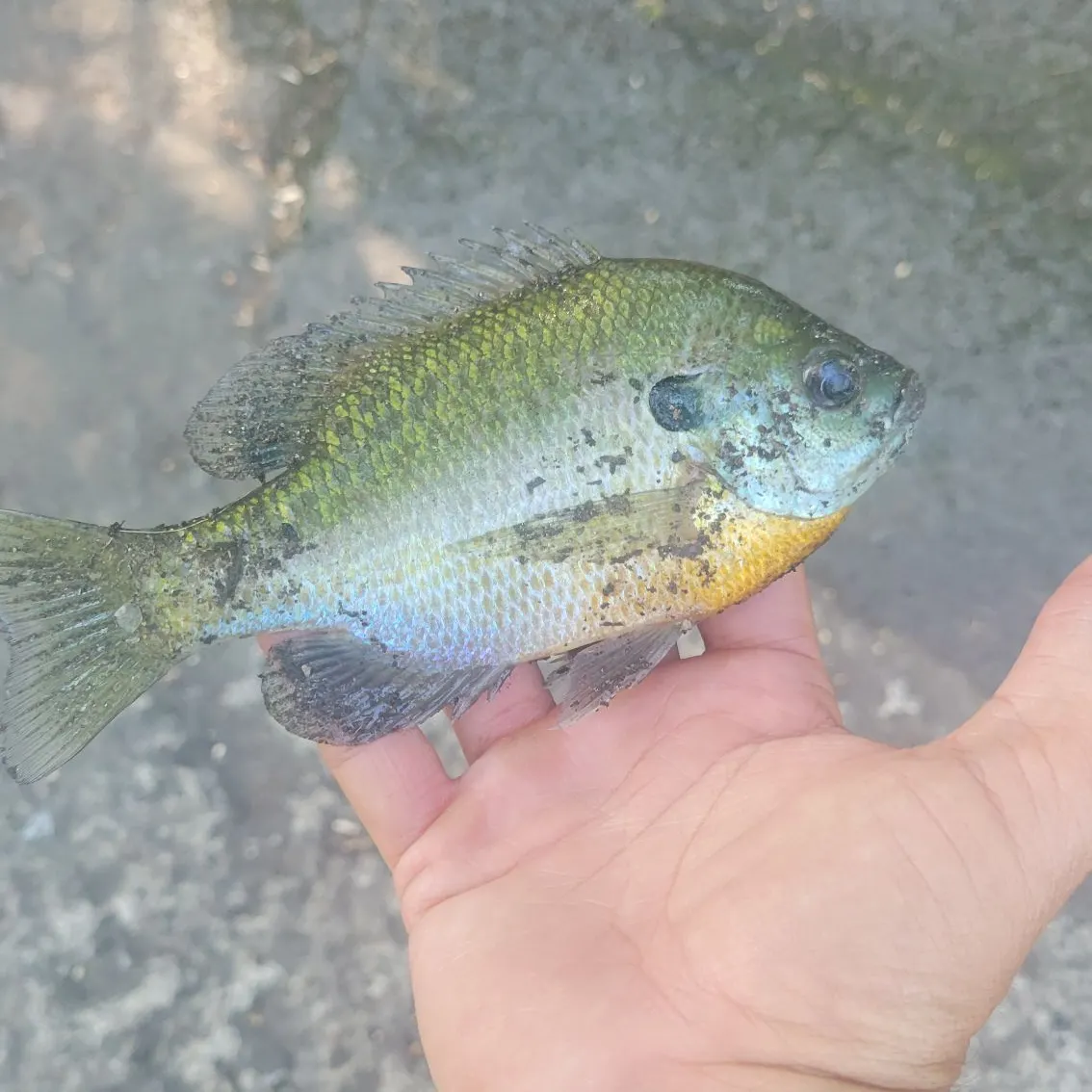 Bluegill caught on Fishbrain
