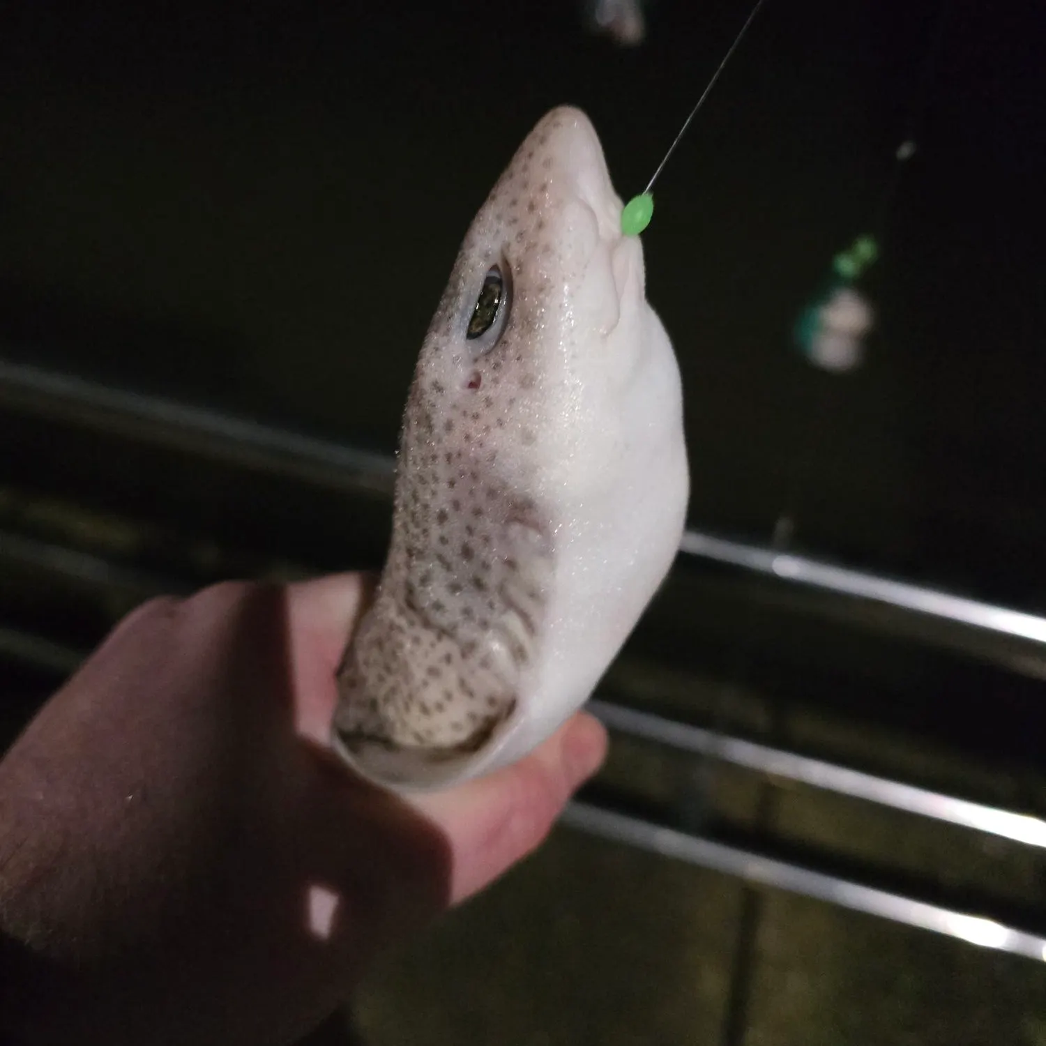 The most recent Lesser spotted dogfish catches on Fishbrain