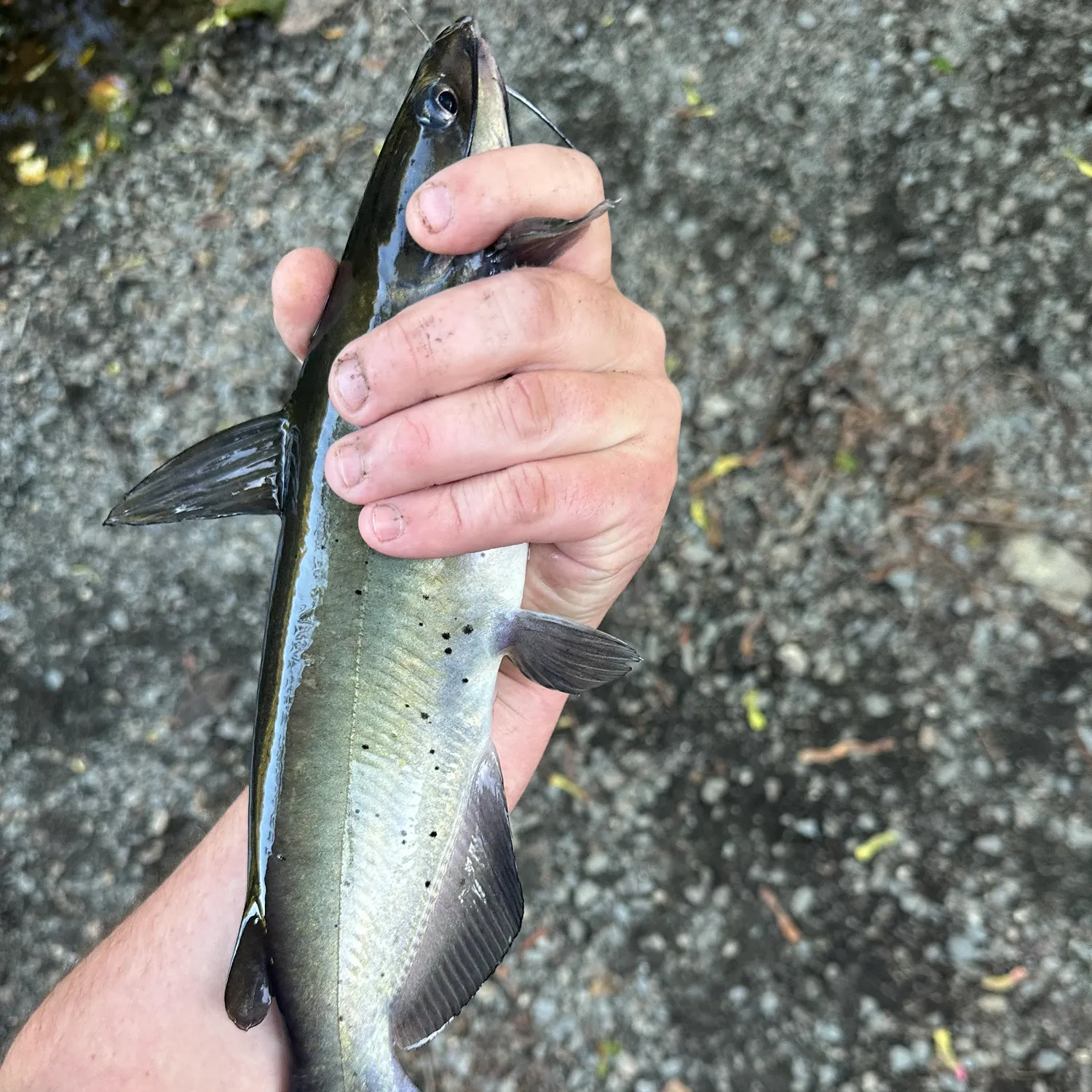 Channel catfish caught on Fishbrain