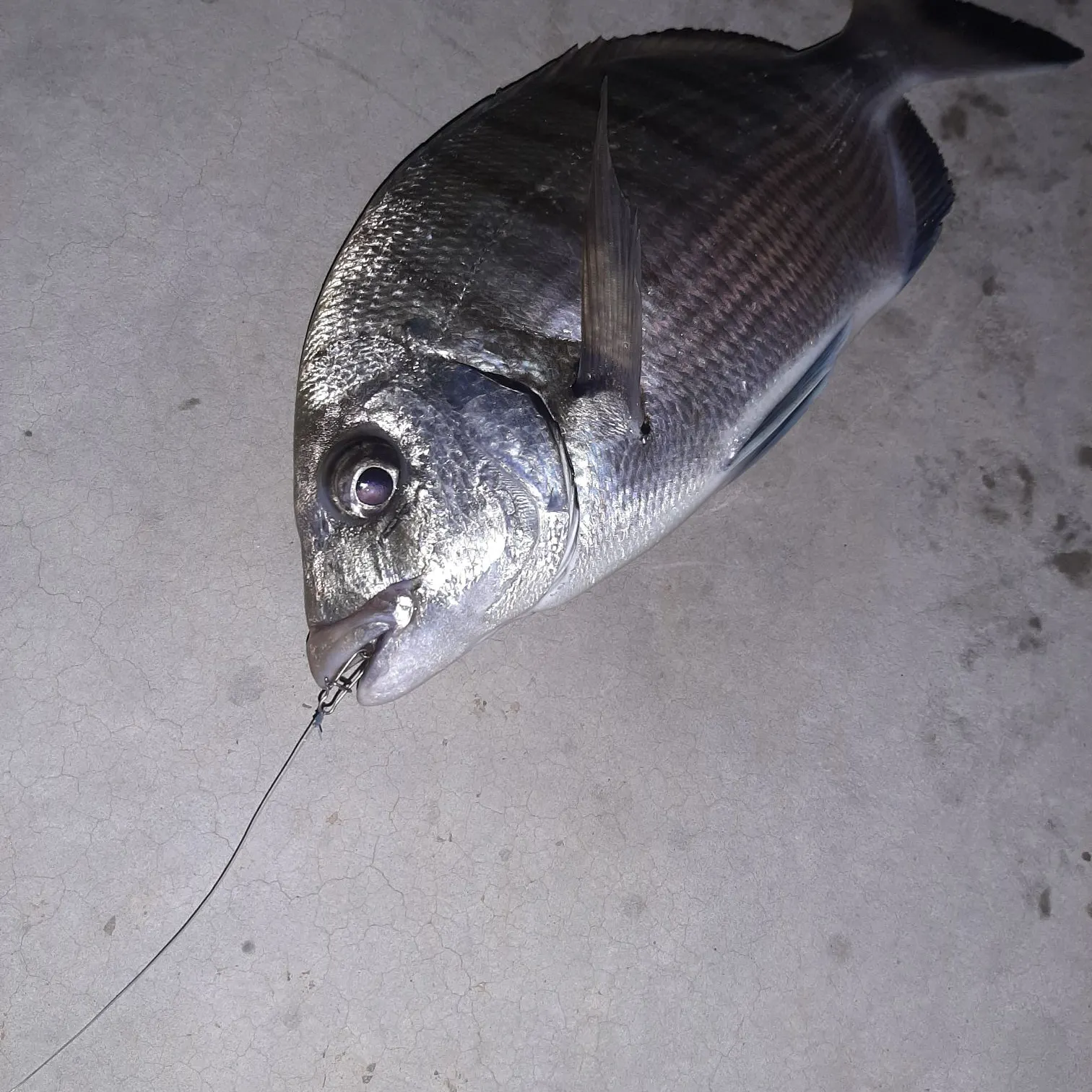 The most recent Cape white seabream catches on Fishbrain