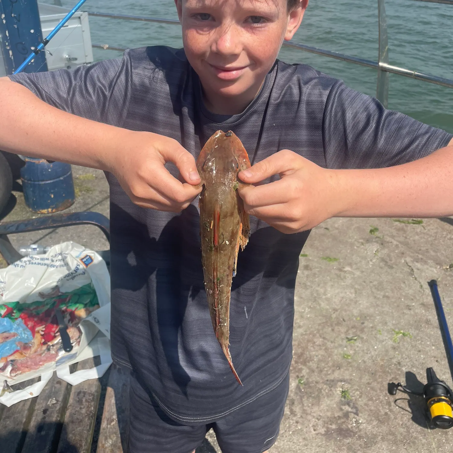 The most recent Tub gurnard catches on Fishbrain