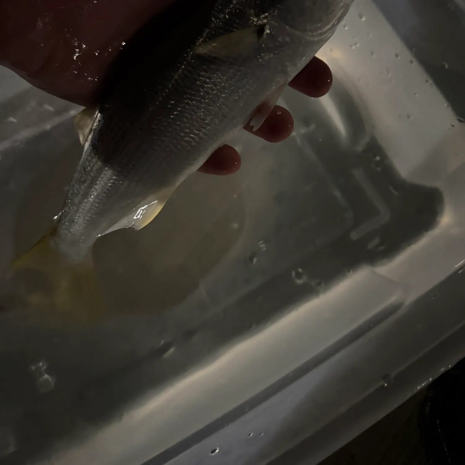 The most recent Queenfish catches on Fishbrain