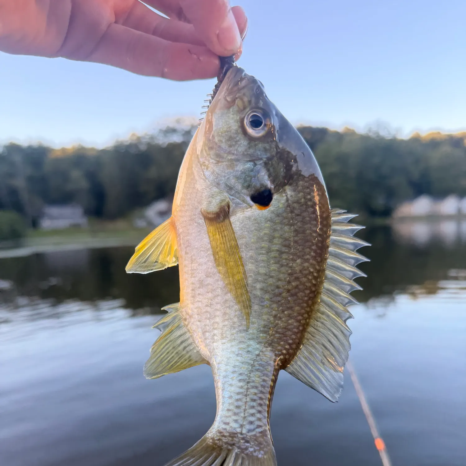 Redear sunfish caught on Fishbrain