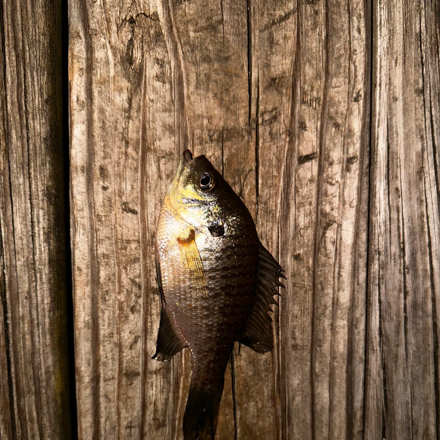 Bluegill caught on Fishbrain