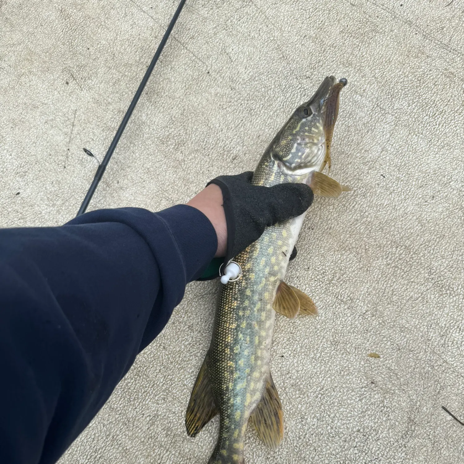 The most recent Northern pike catches on Fishbrain