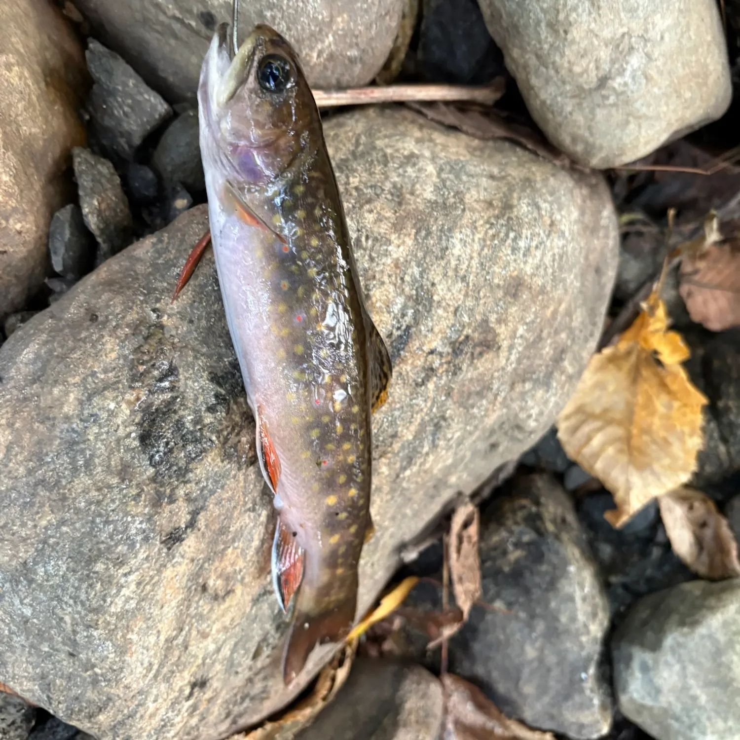 Brook trout caught on Fishbrain