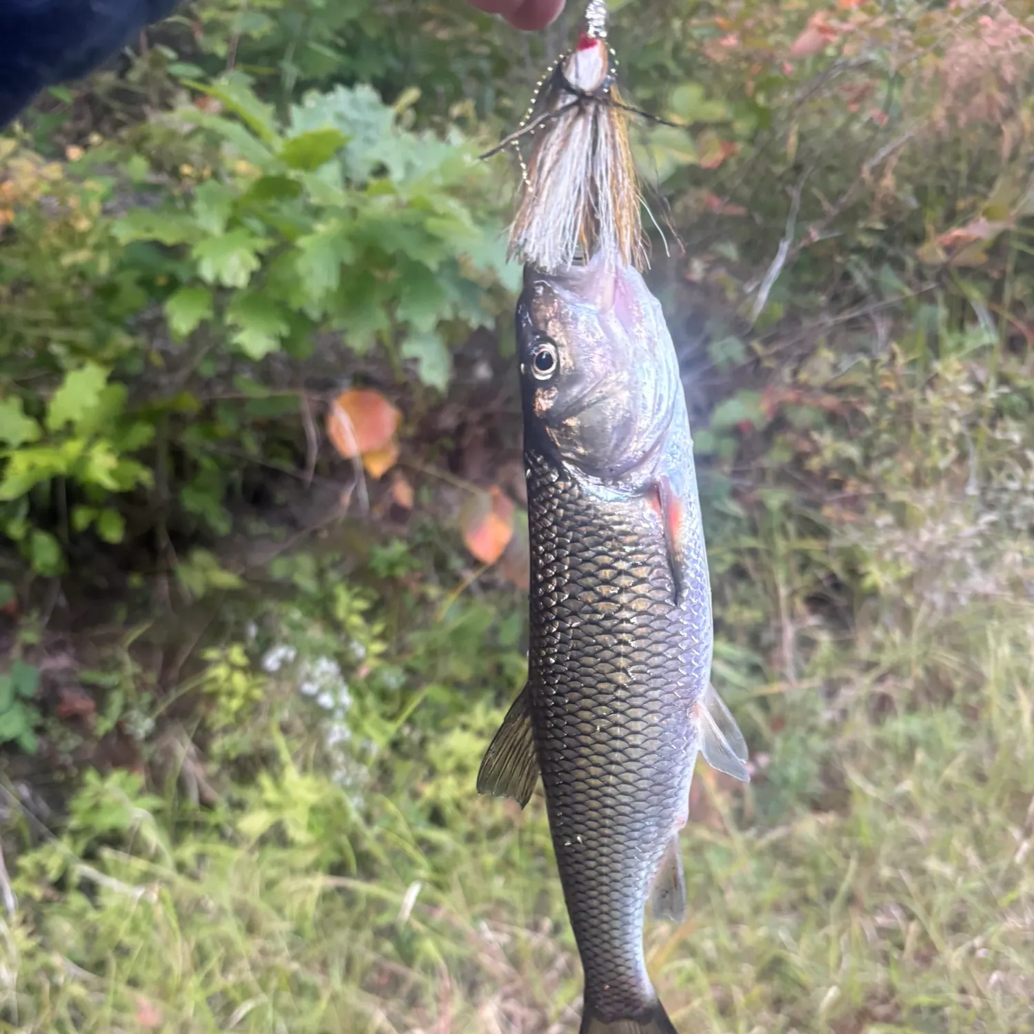 Fallfish caught on Fishbrain