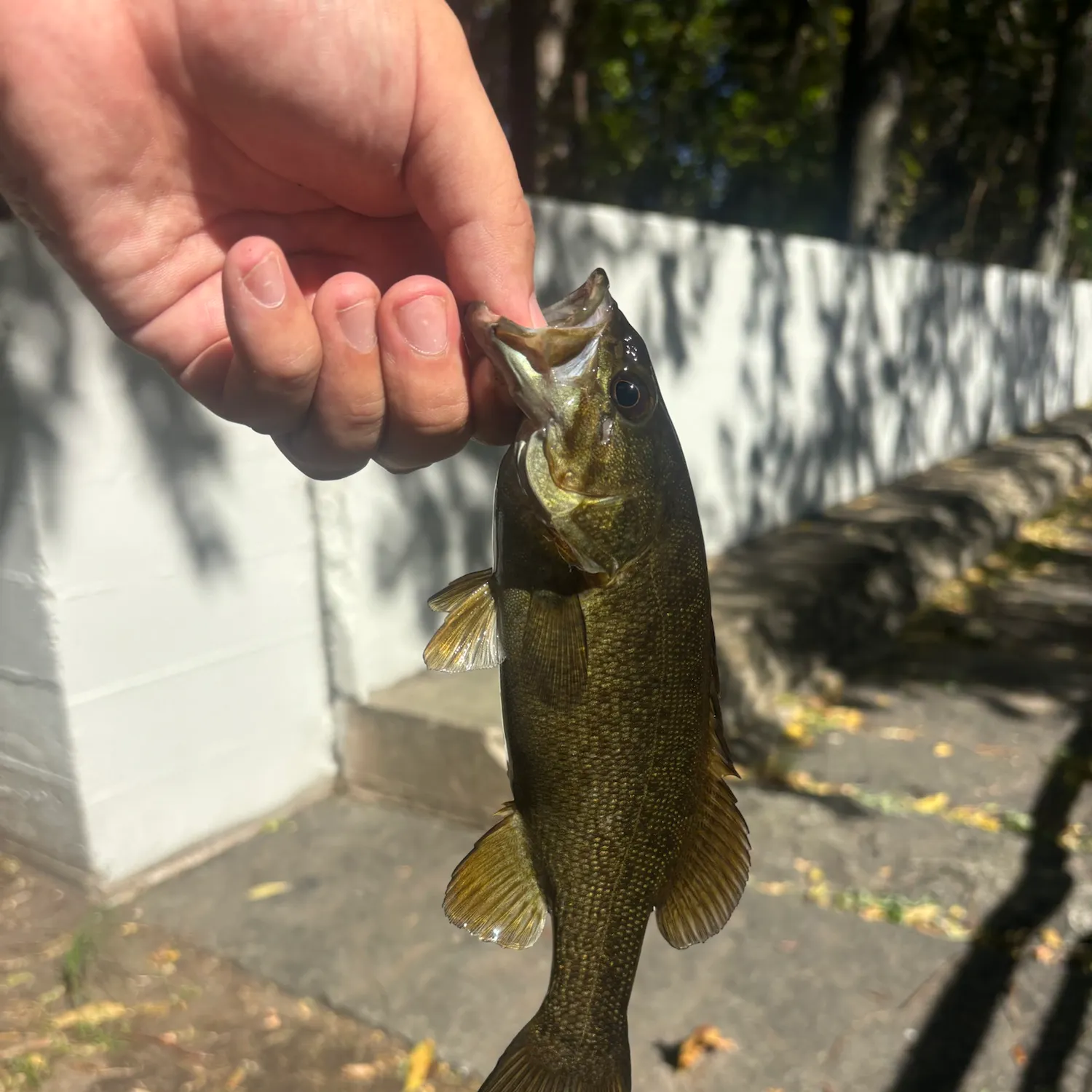 Smallmouth bass caught on Fishbrain