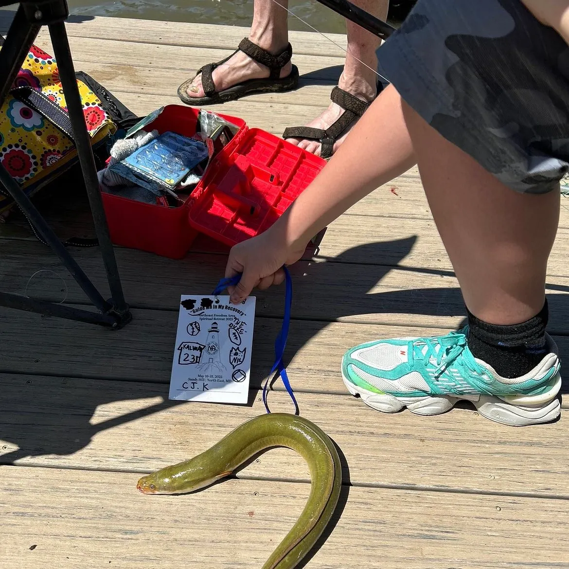 The most recent American eel catches on Fishbrain