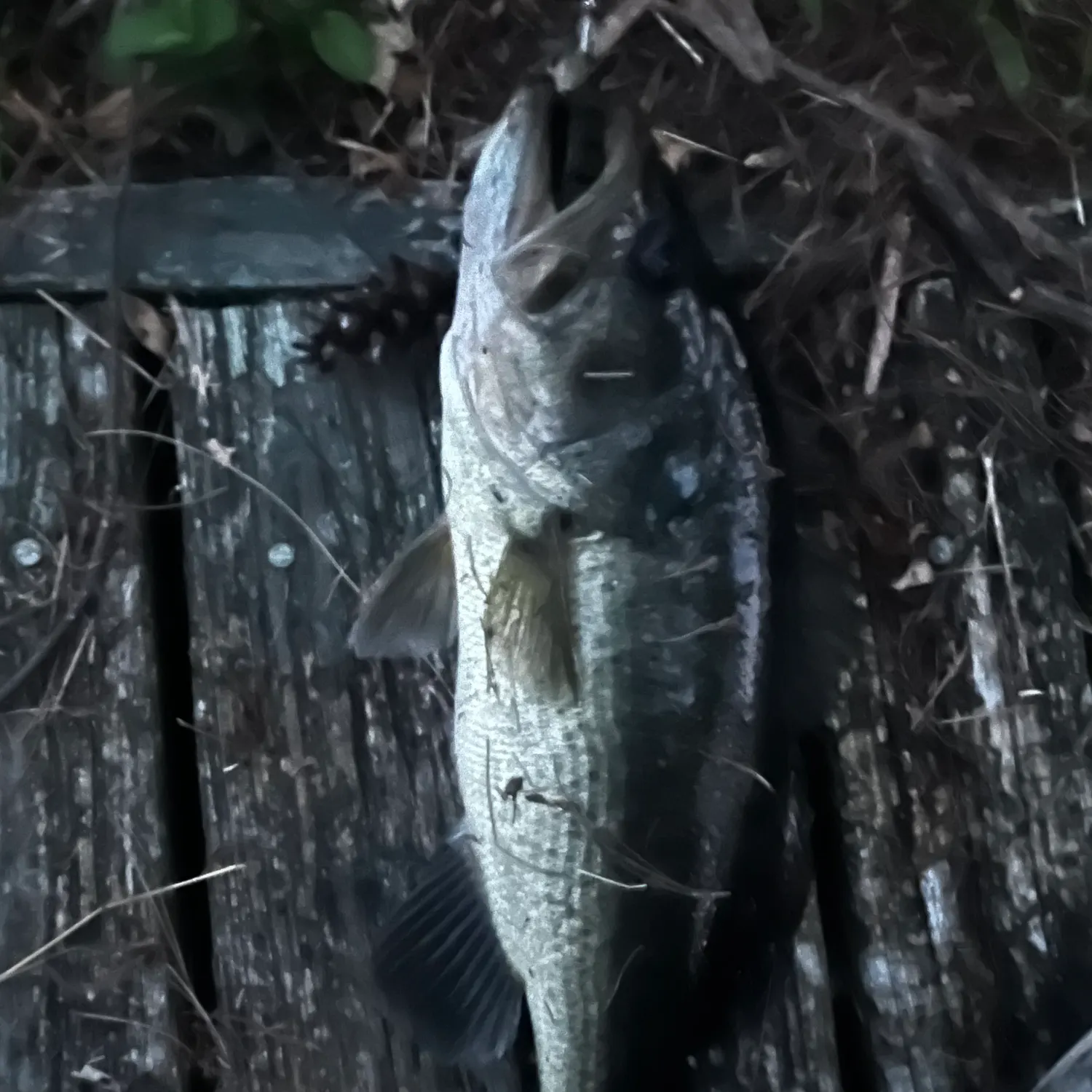 Fish caught on Fishbrain