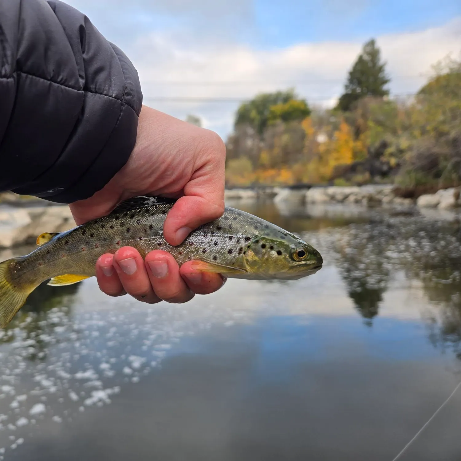 Brown trout caught on Fishbrain