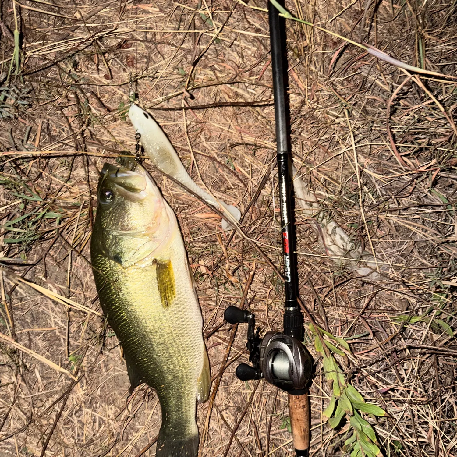 Largemouth bass caught on Fishbrain