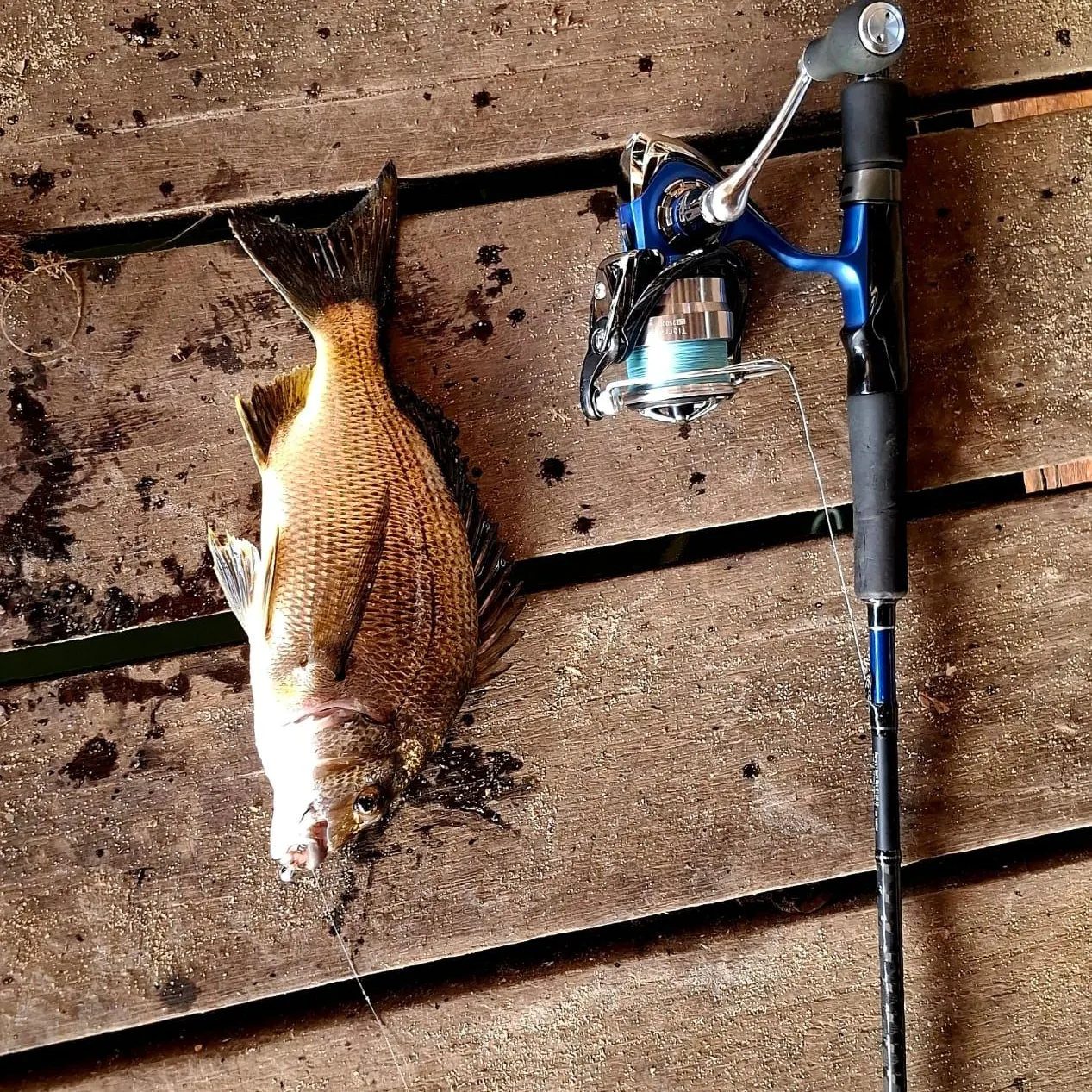 The most recent Southern black bream catches on Fishbrain