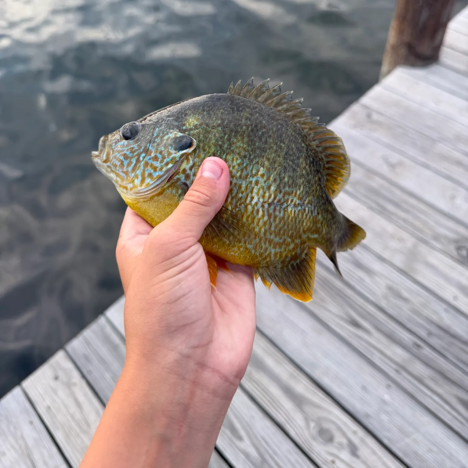 Pumpkinseed caught on Fishbrain