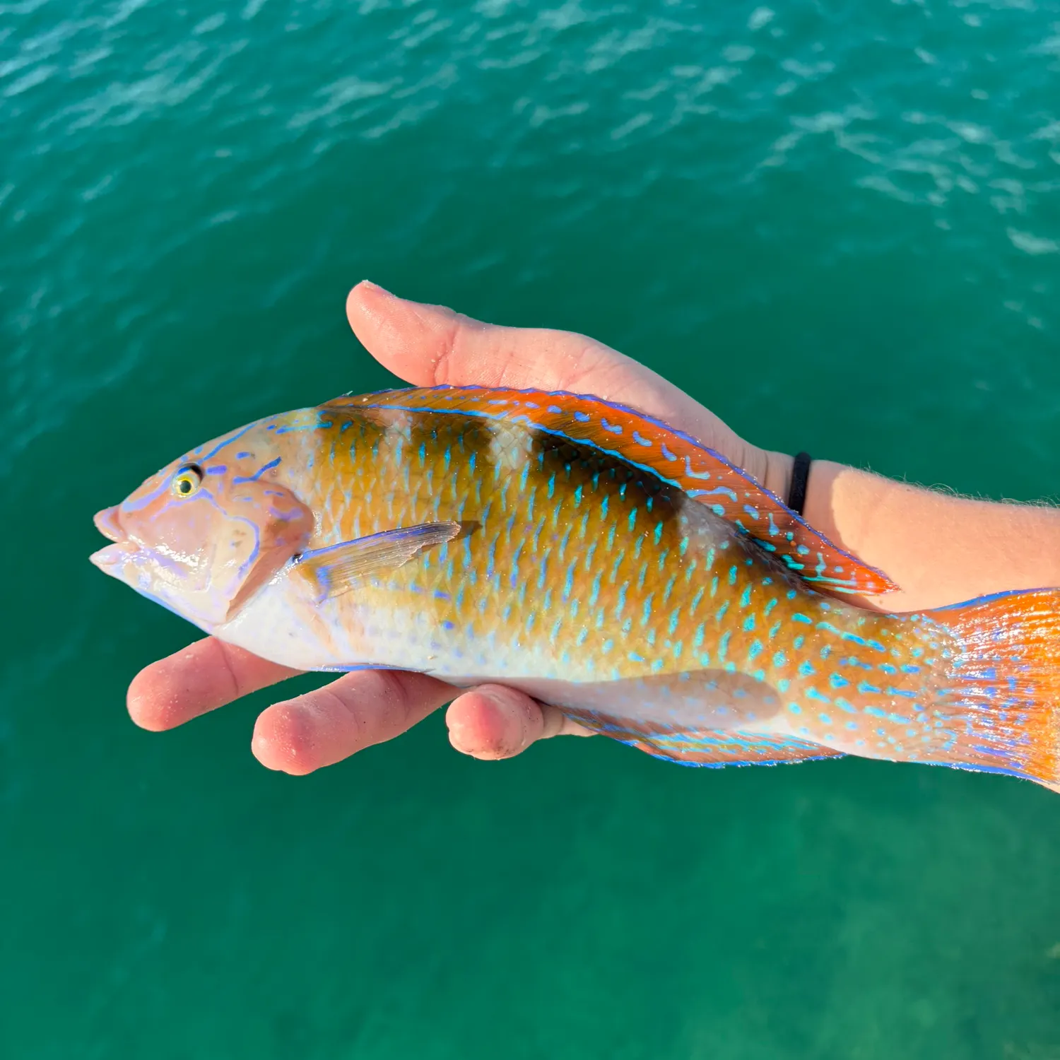 The most recent Puddingwife wrasse catches on Fishbrain
