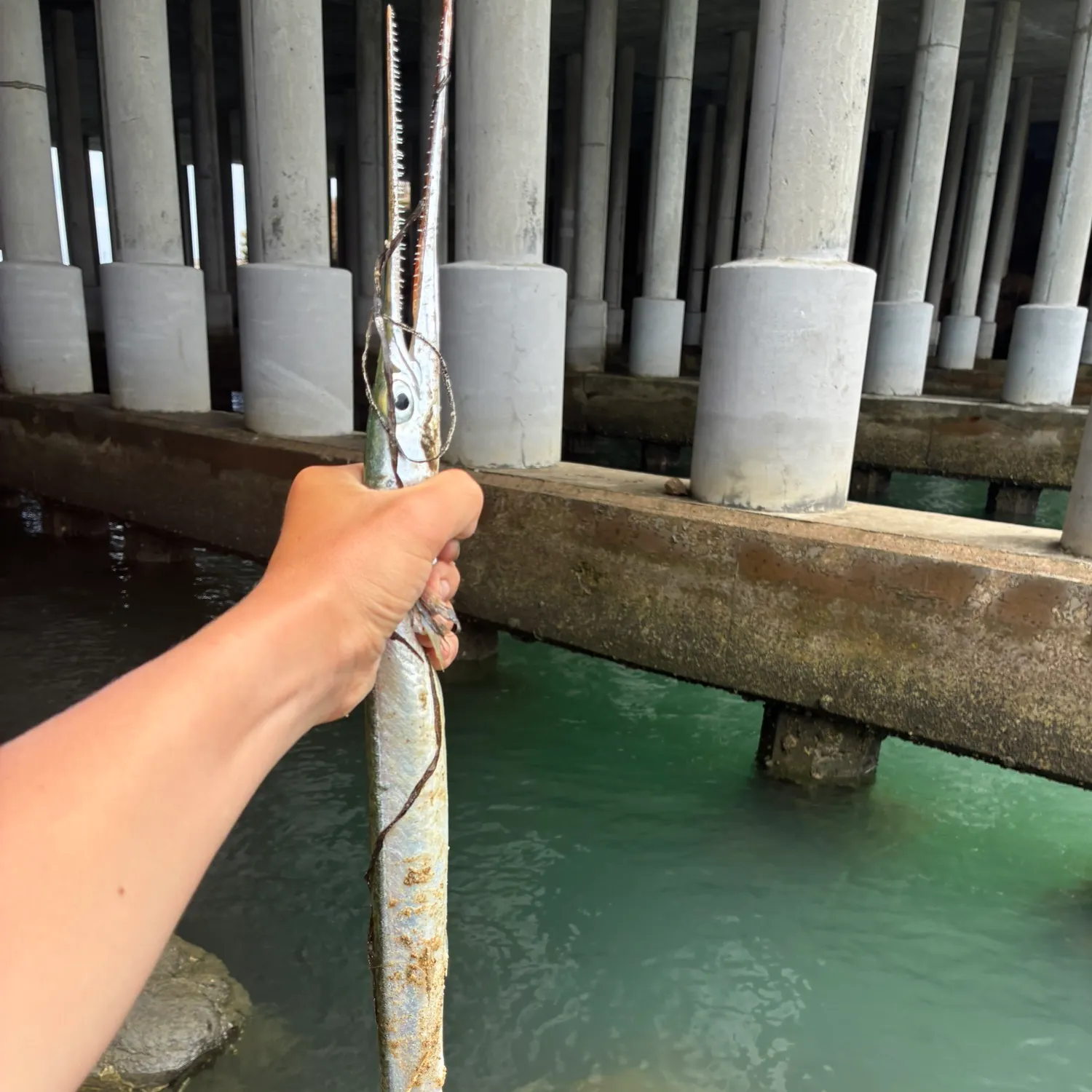 The most recent Flat needlefish catches on Fishbrain