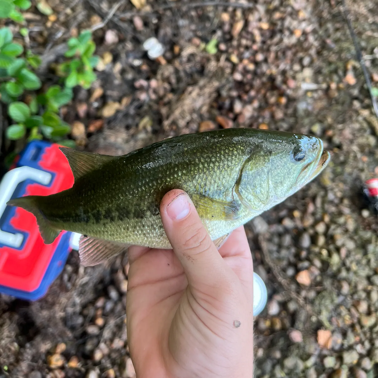 Smallmouth bass caught on Fishbrain