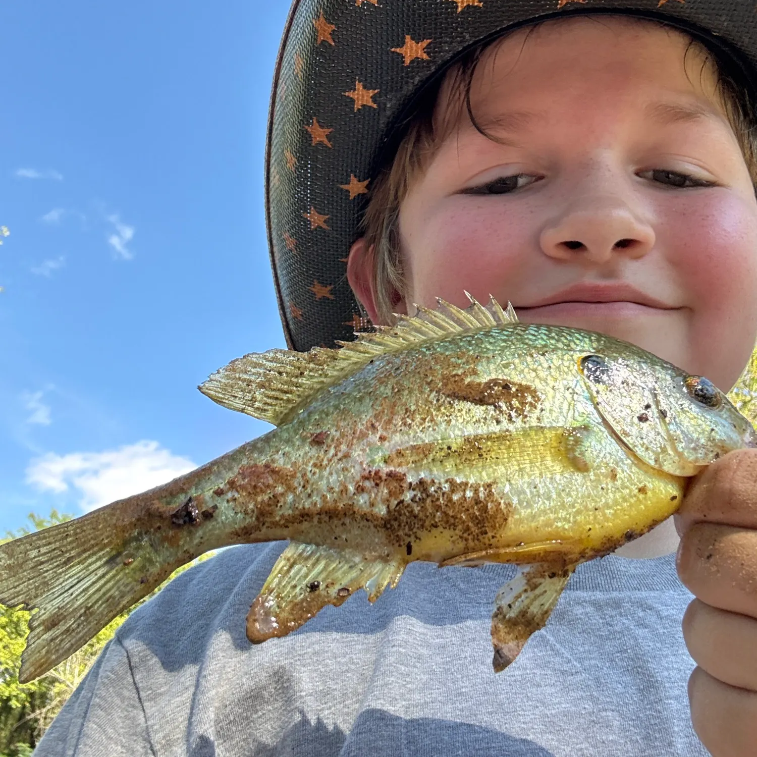 Green sunfish caught on Fishbrain