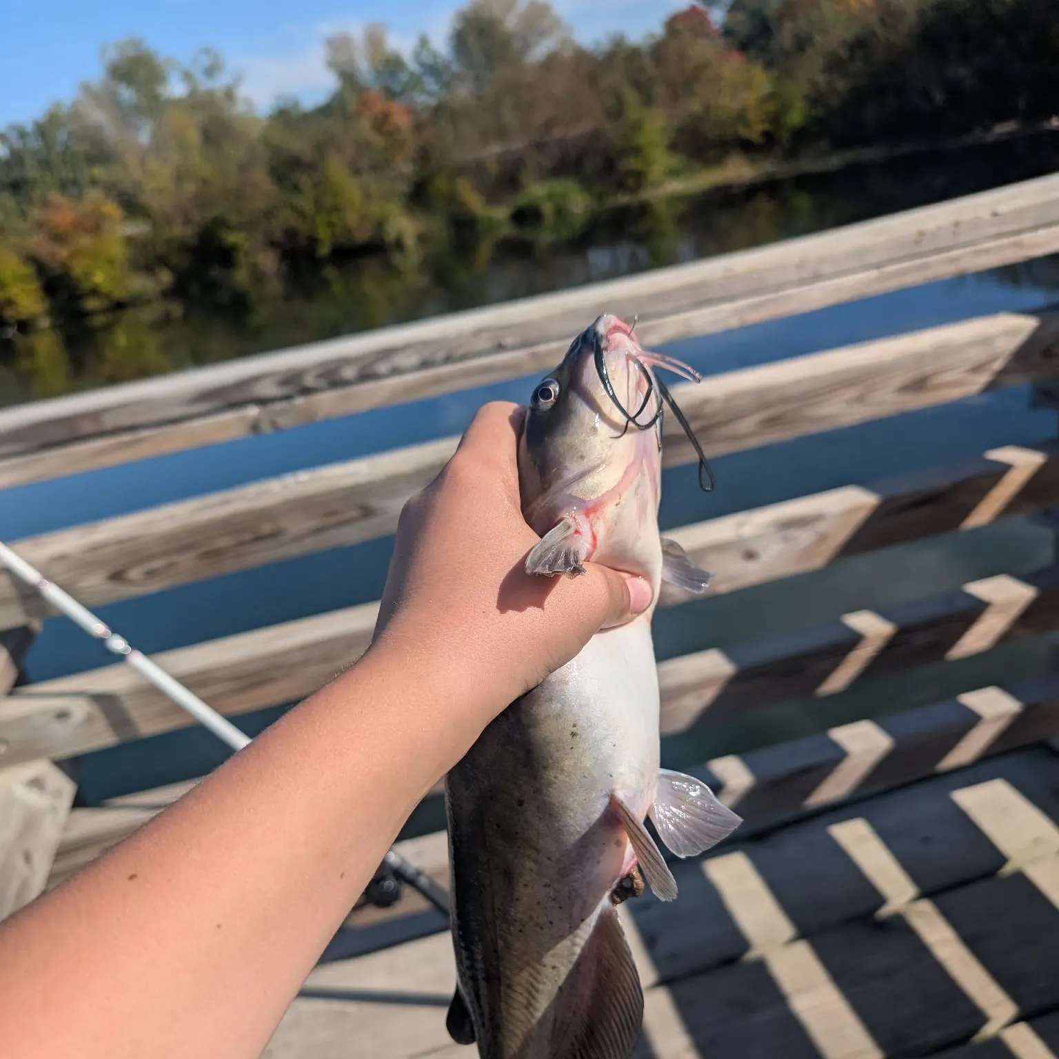 Channel catfish caught on Fishbrain