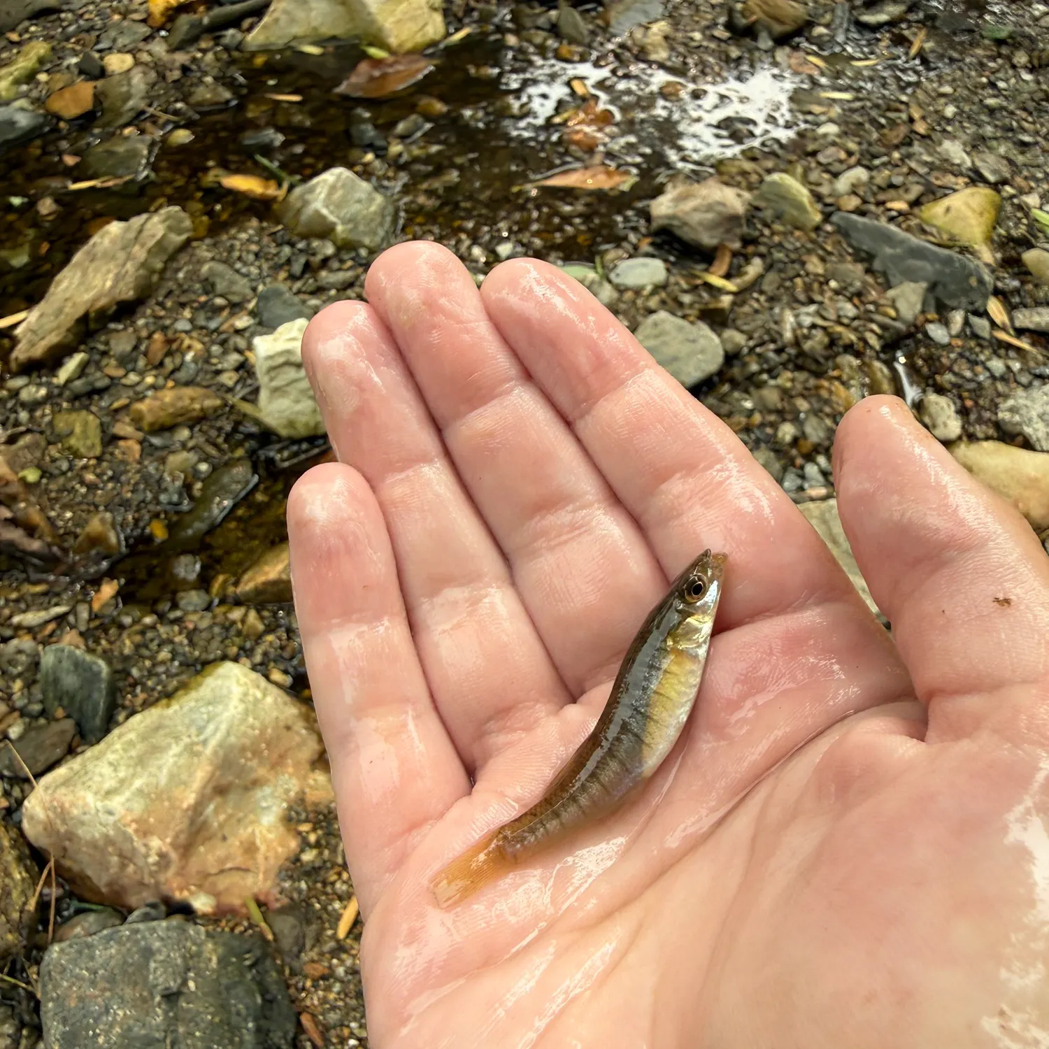 The most recent Banded killifish catches on Fishbrain