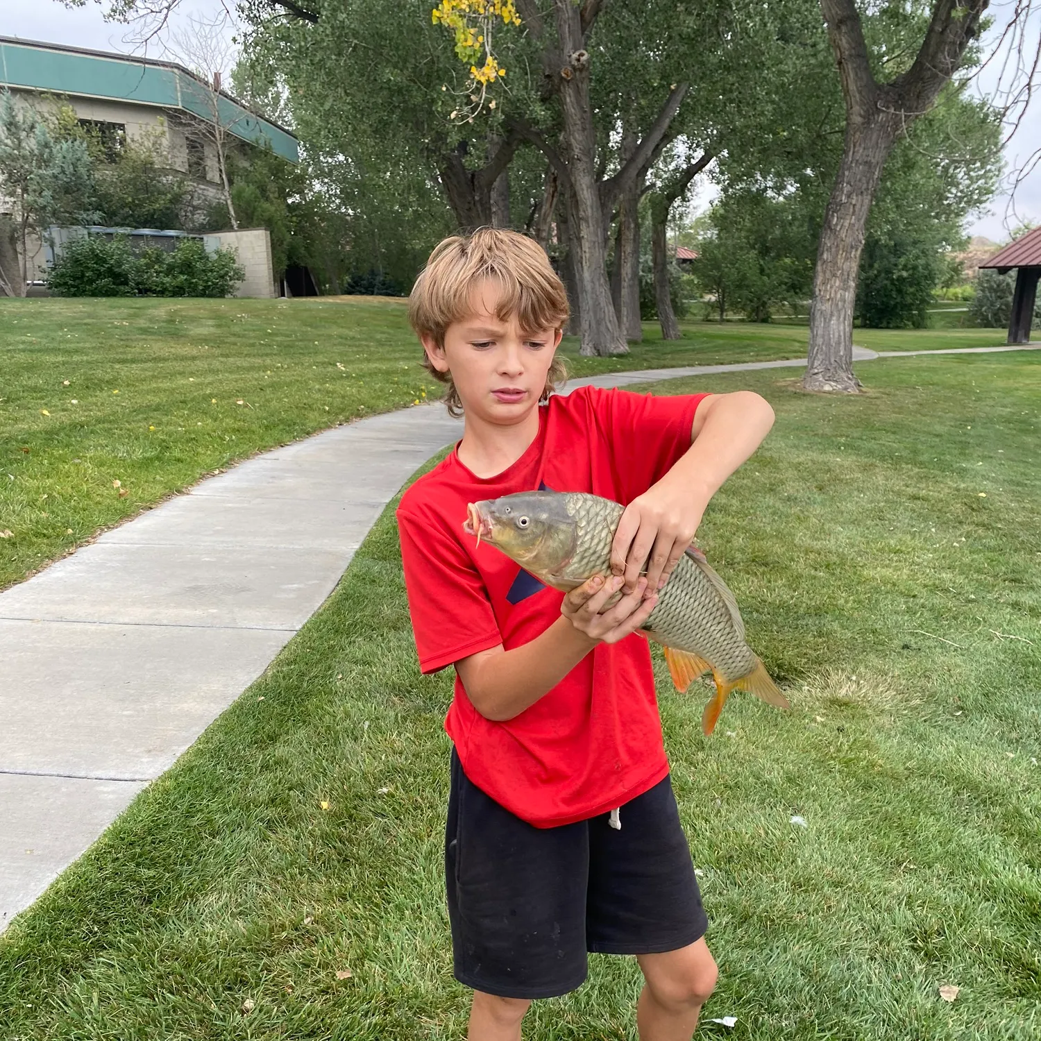 Common carp caught on Fishbrain