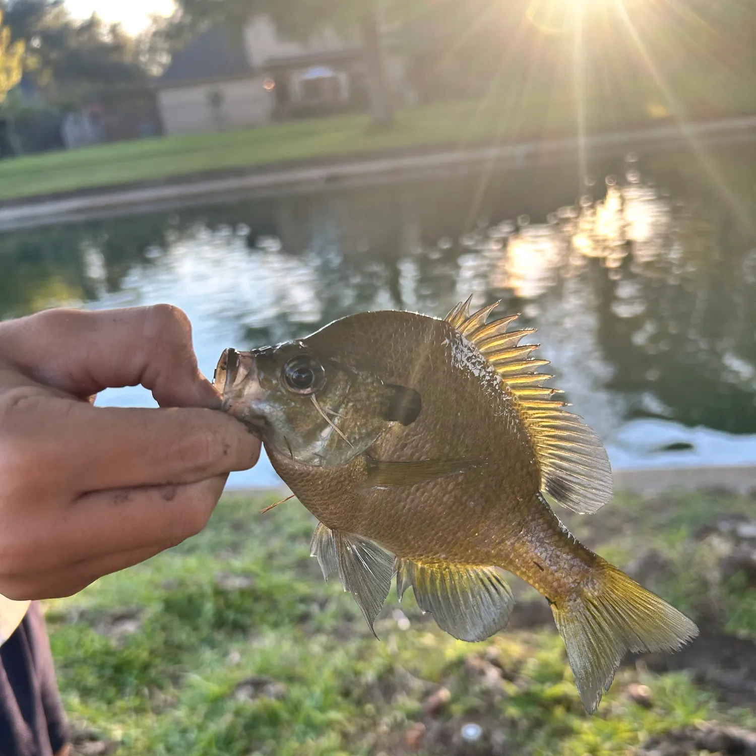 Bluegill caught on Fishbrain