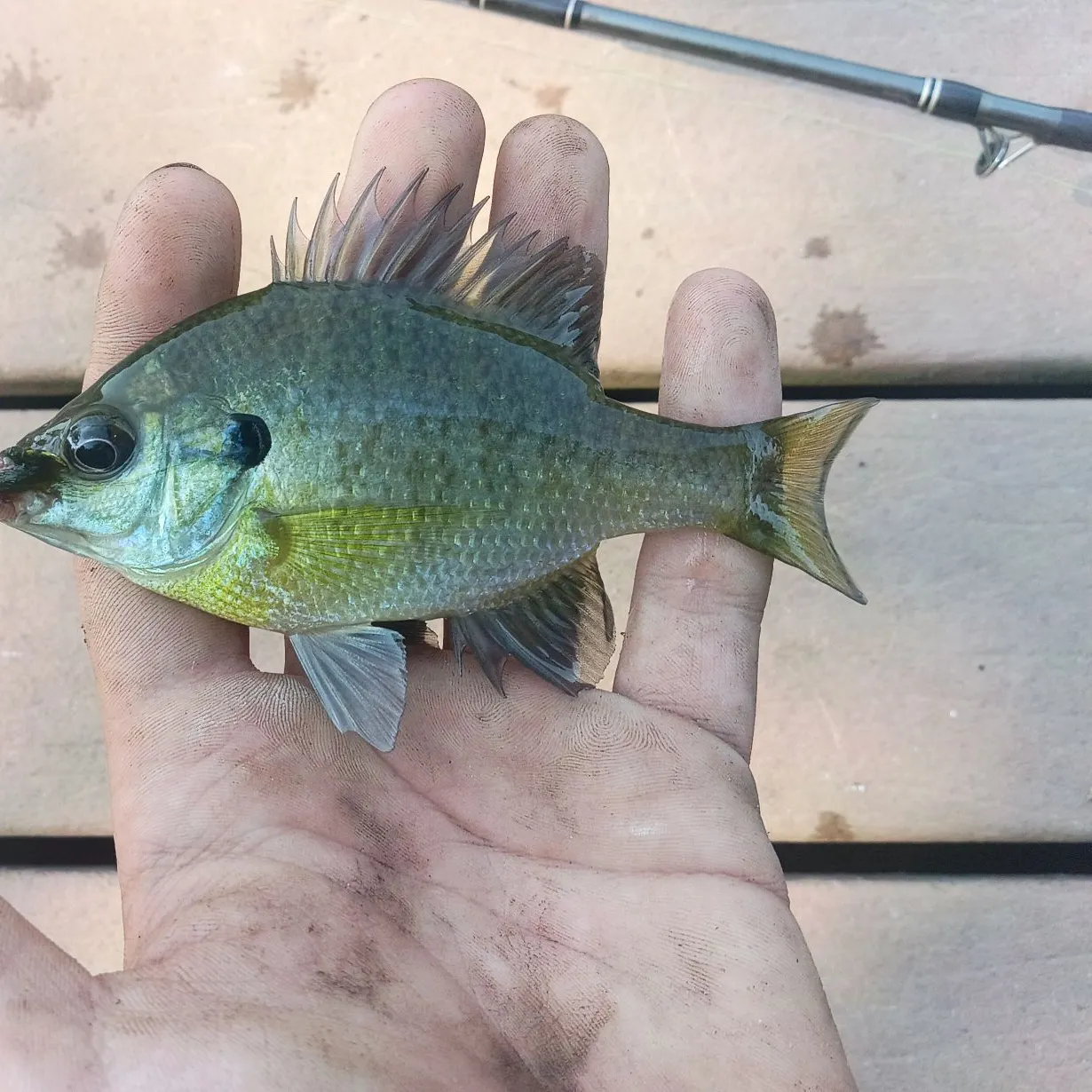 Bluegill caught on Fishbrain