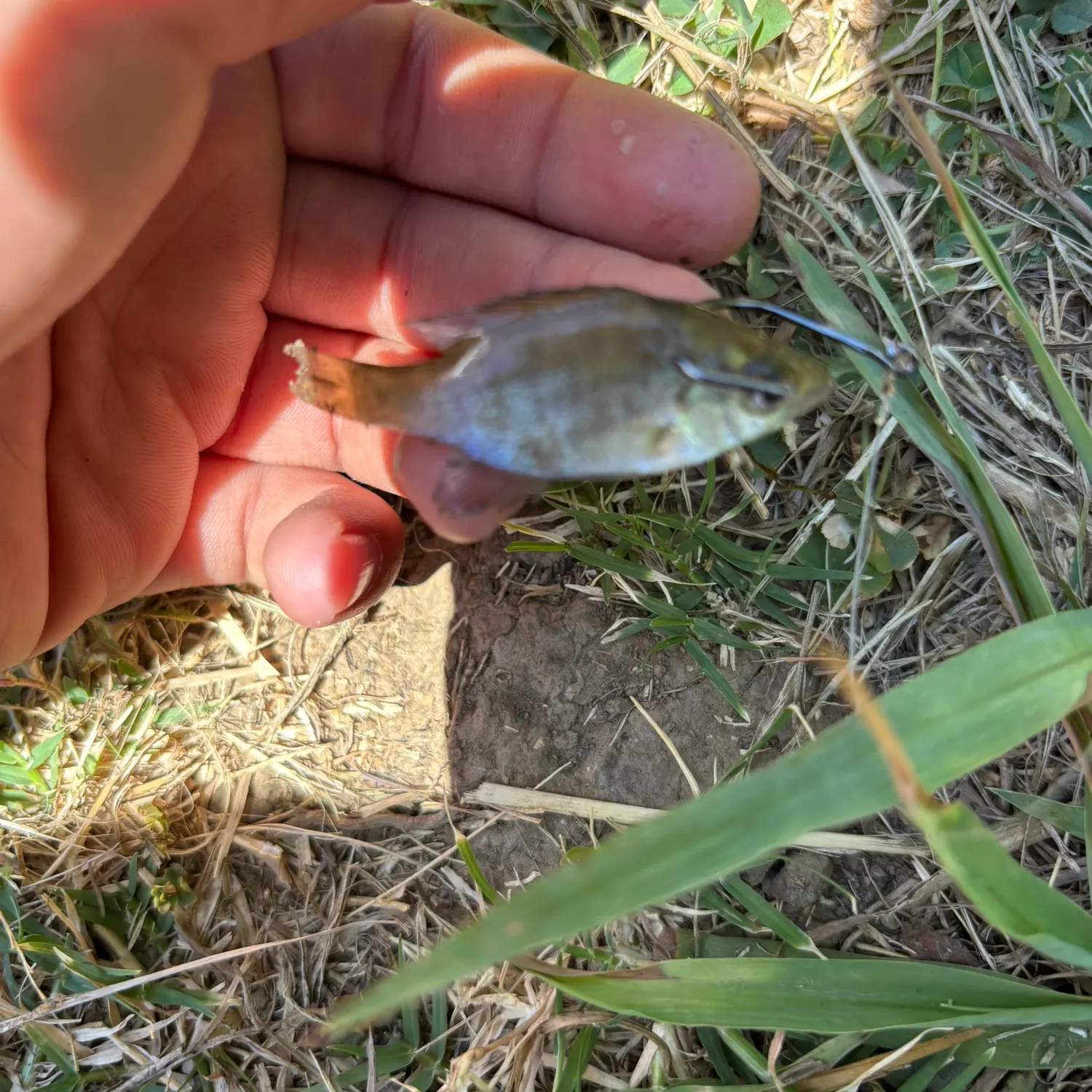 The most recent Small-scaled pacu catches on Fishbrain