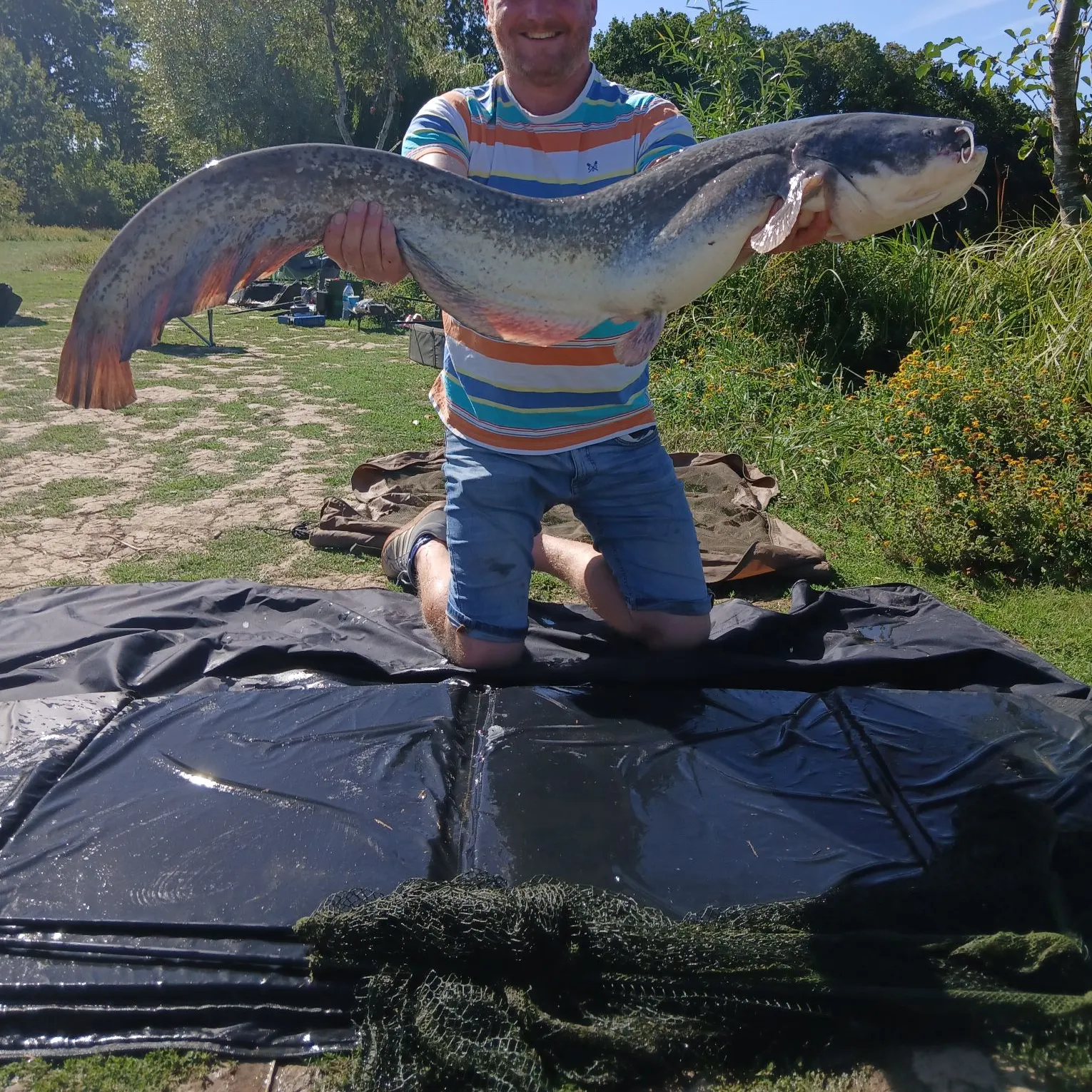 Wels catfish caught on Fishbrain