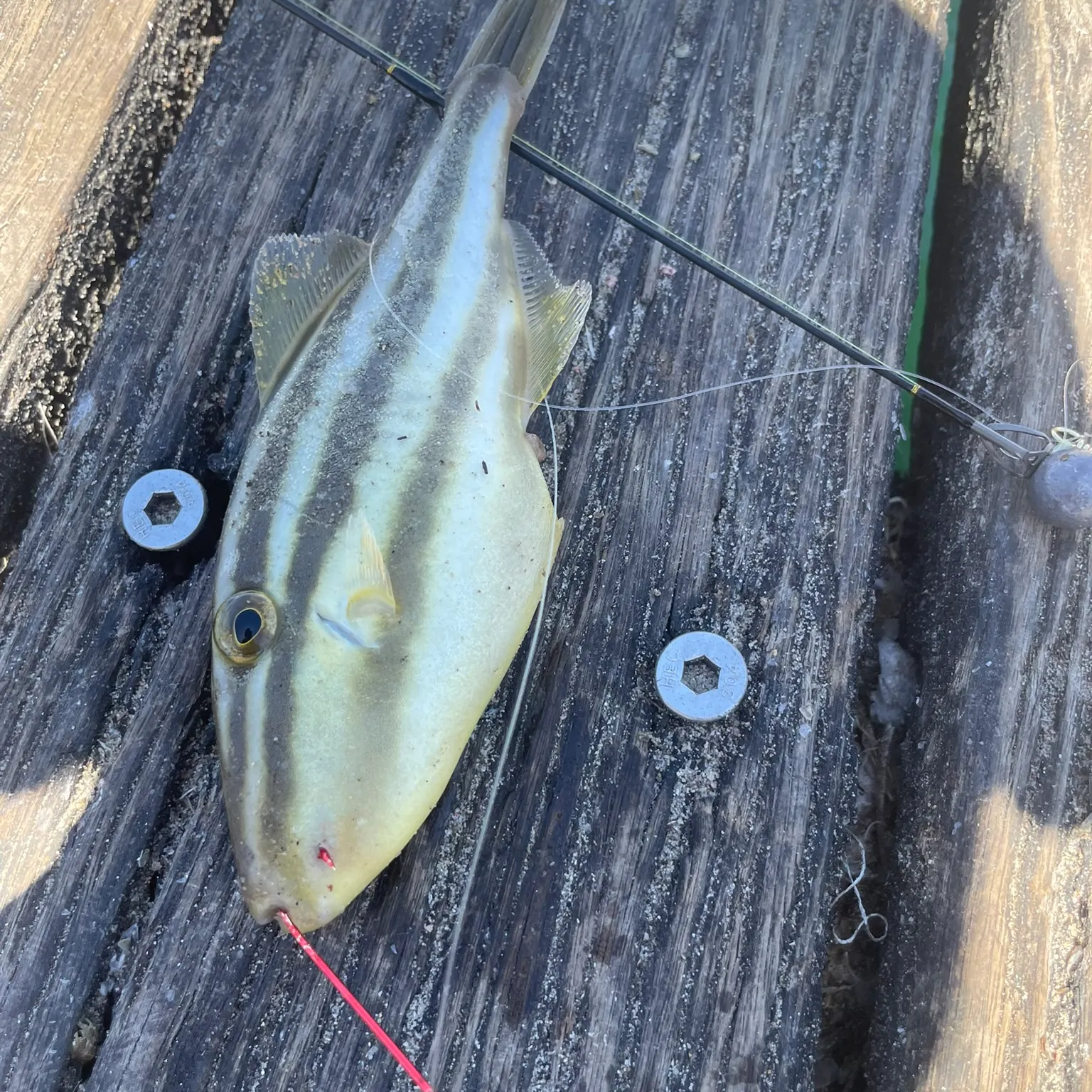 recently logged catches