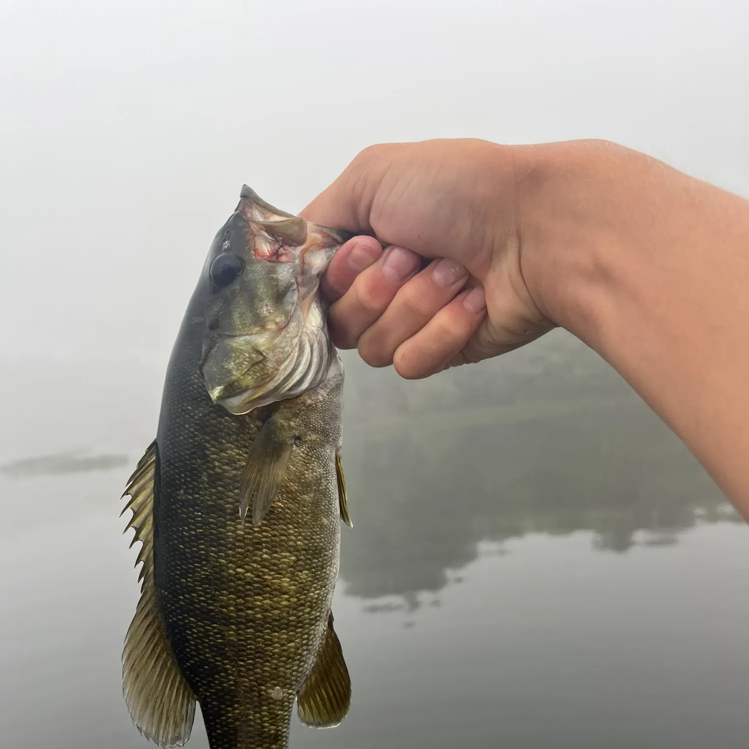 Smallmouth bass caught on Fishbrain