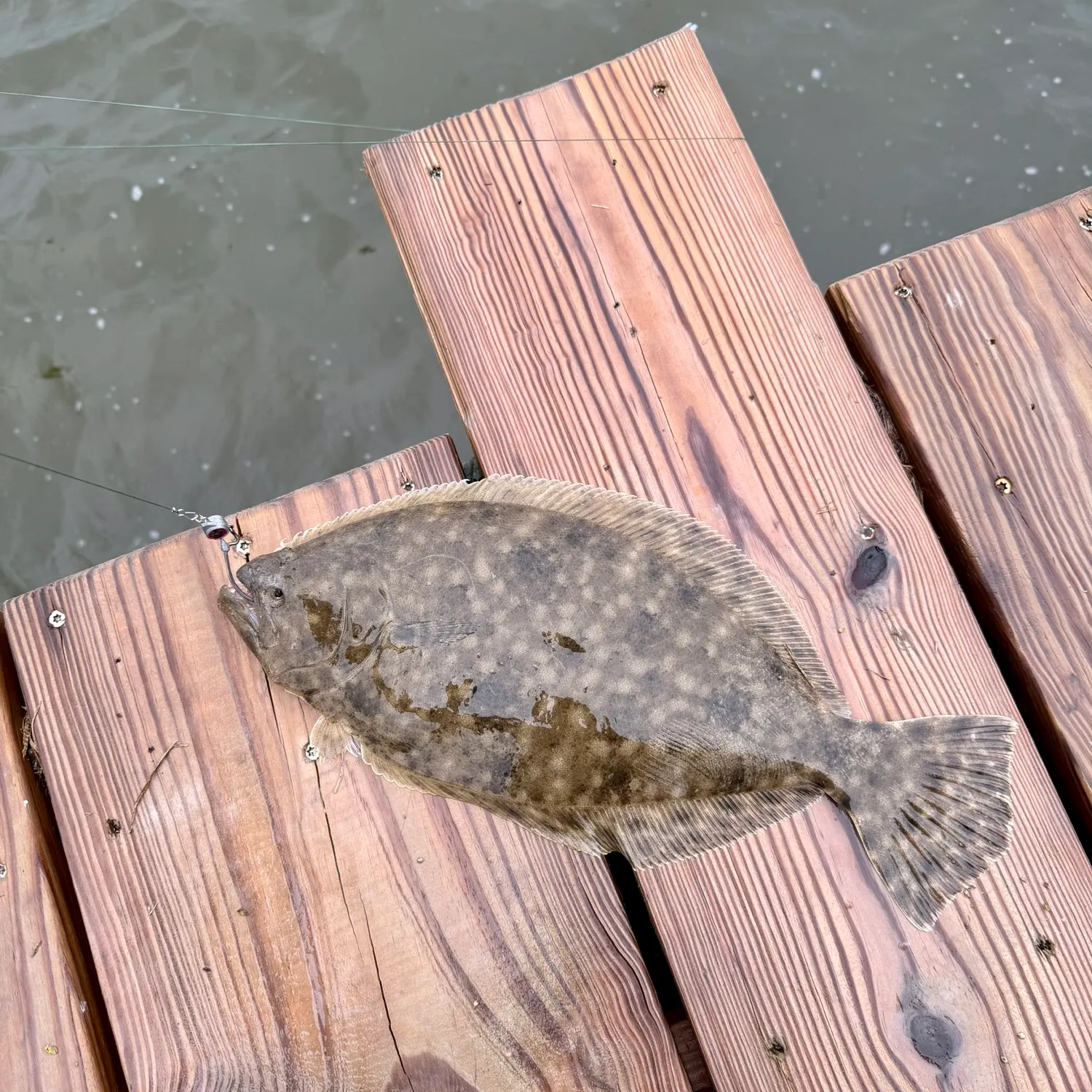 The most recent Southern flounder catches on Fishbrain