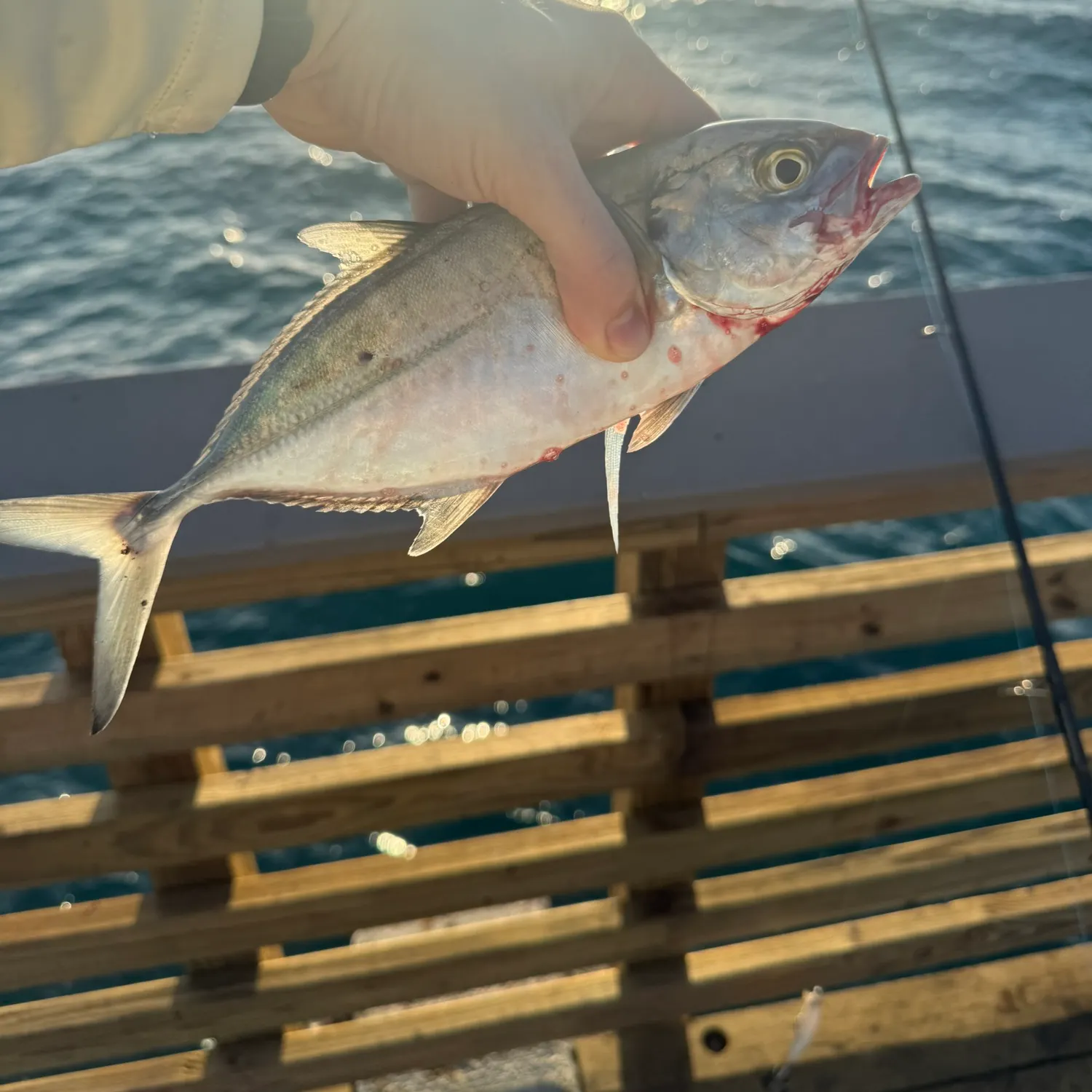 The most recent Blue runner catches on Fishbrain