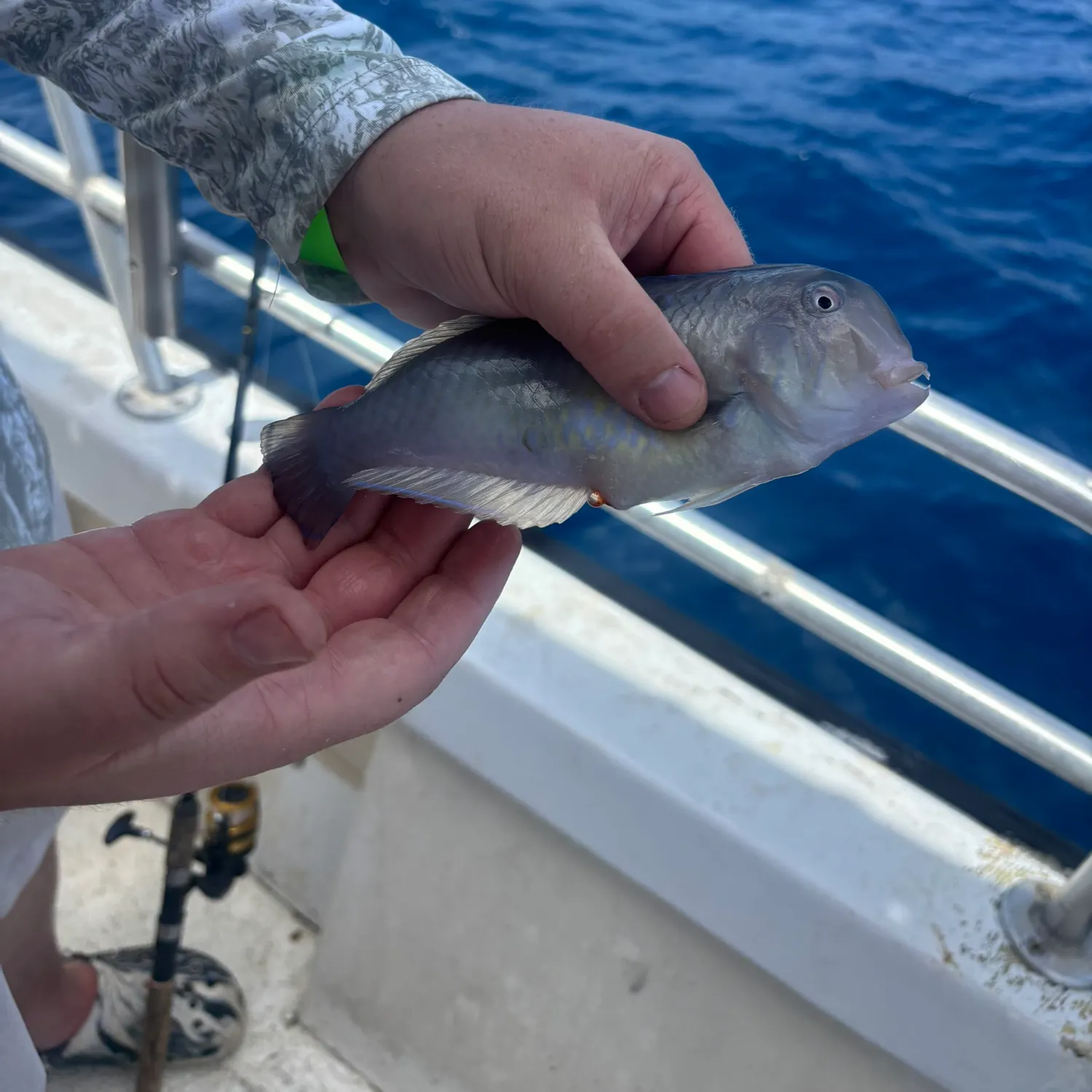 The most recent Bluefin trevally catches on Fishbrain