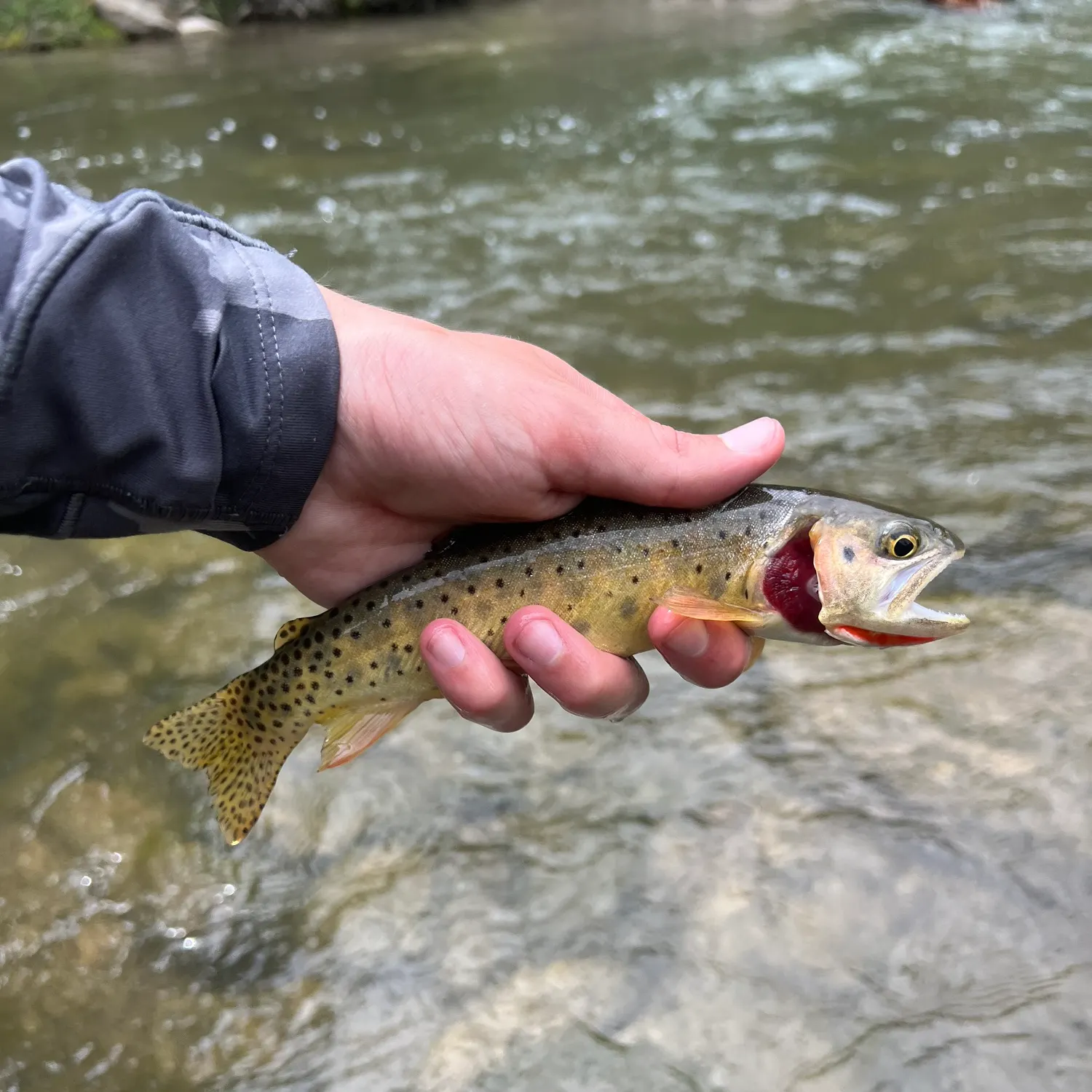 Colorado river cutthroat trout caught on Fishbrain