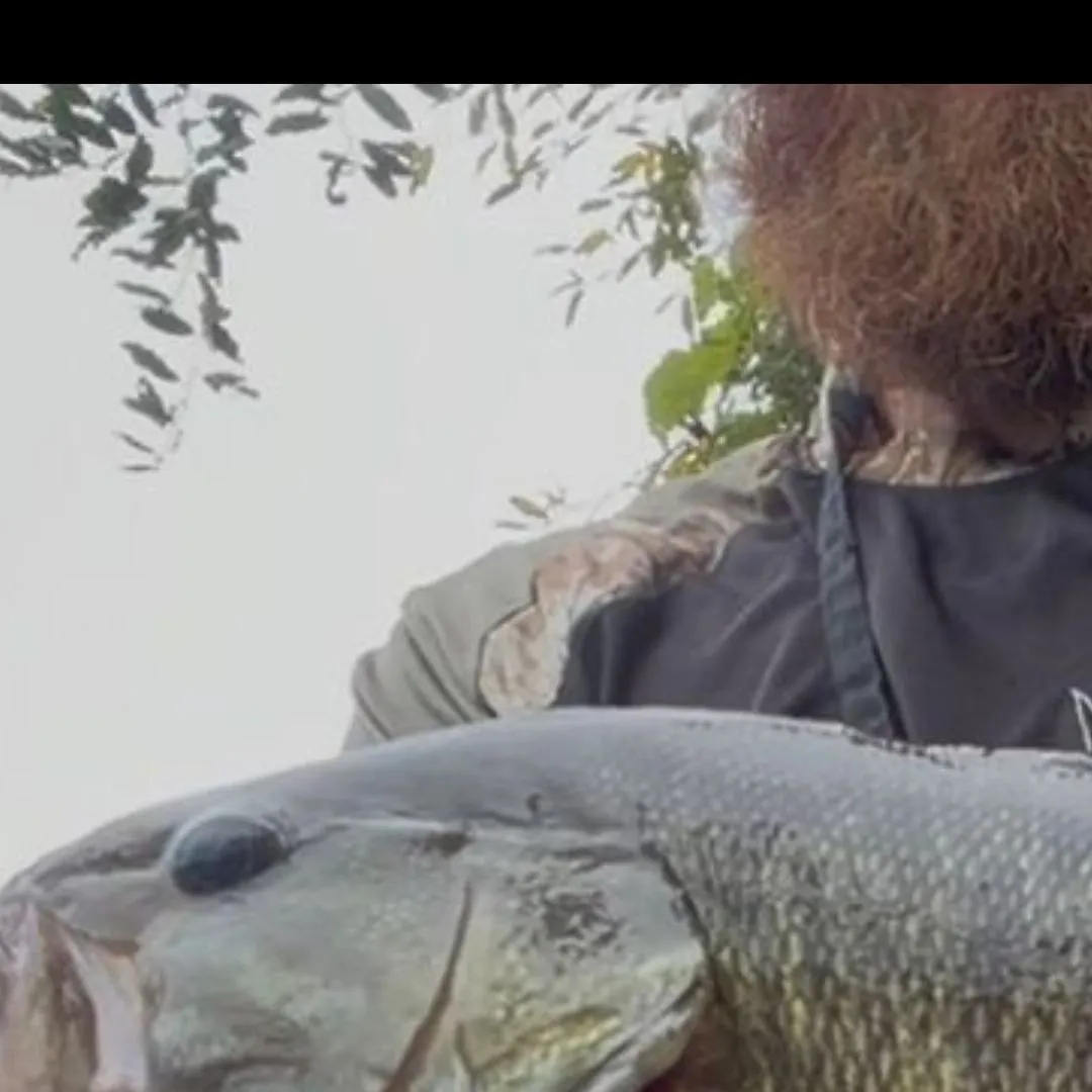 Rainbow trout caught on Fishbrain