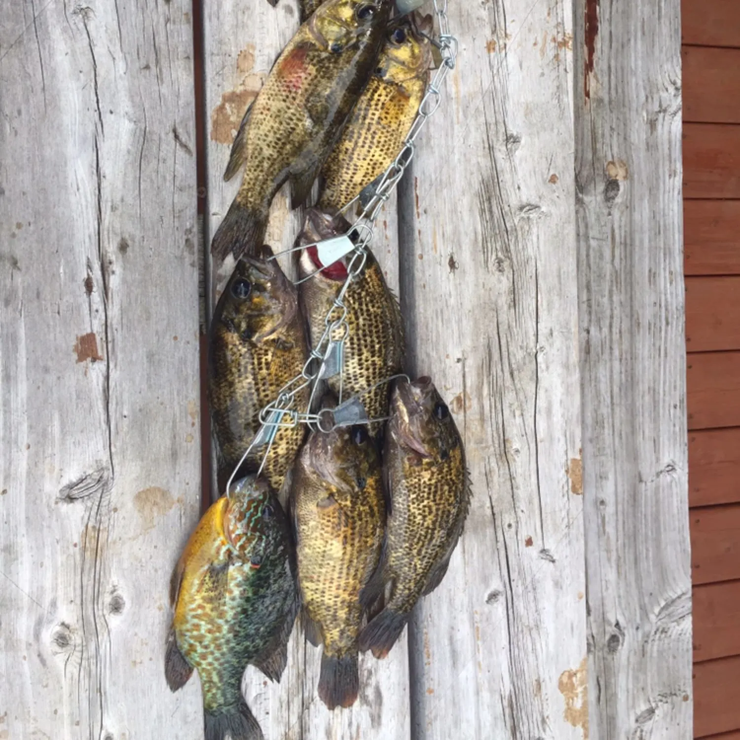 recently logged catches