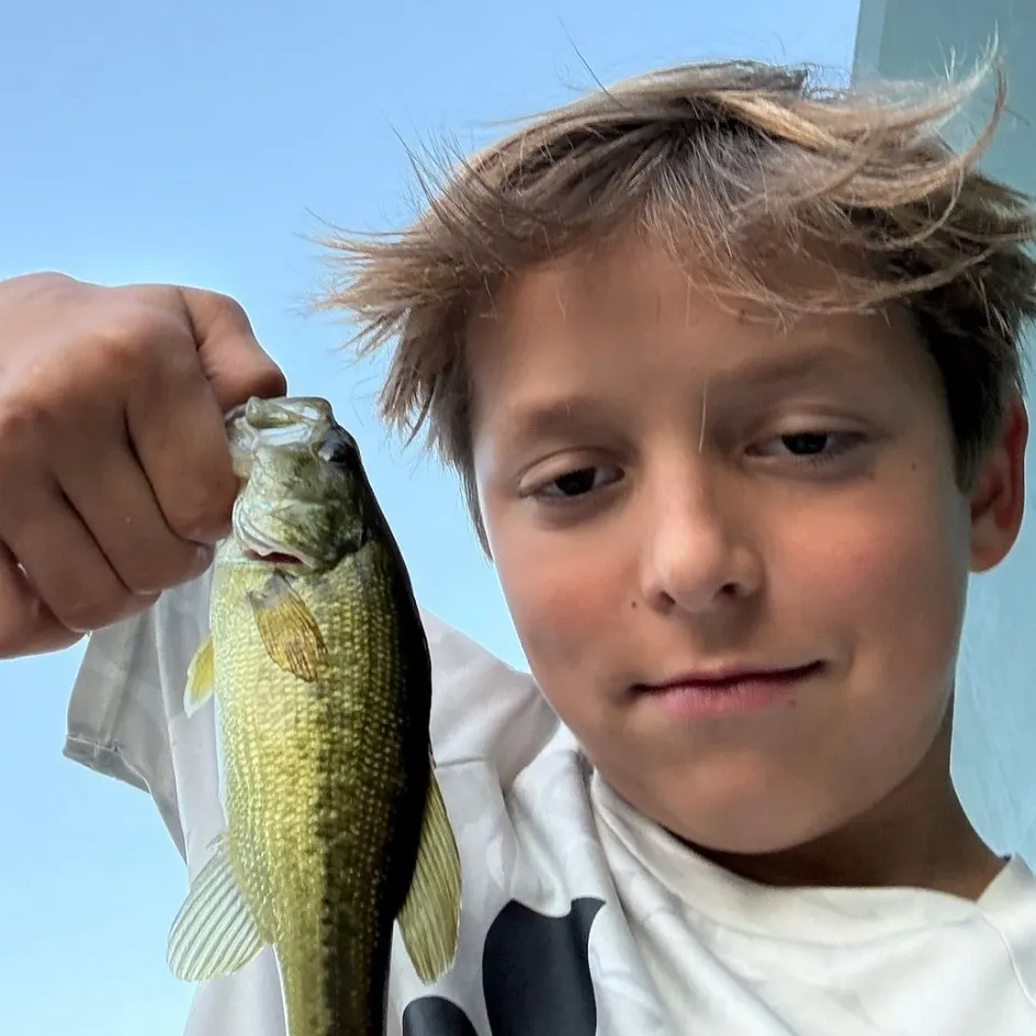 The most recent Guadalupe bass catches on Fishbrain