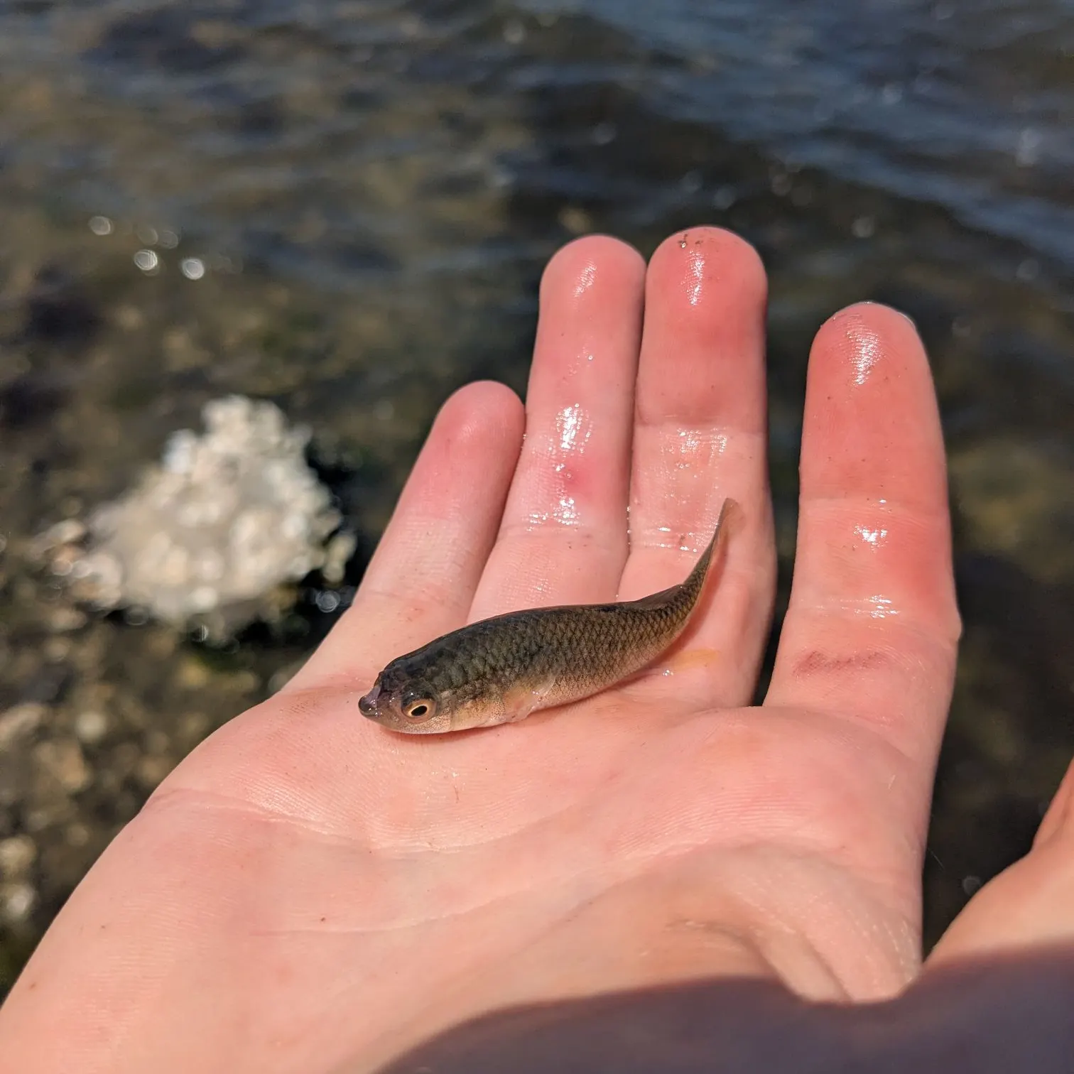 The most recent Eastern mudminnow catches on Fishbrain