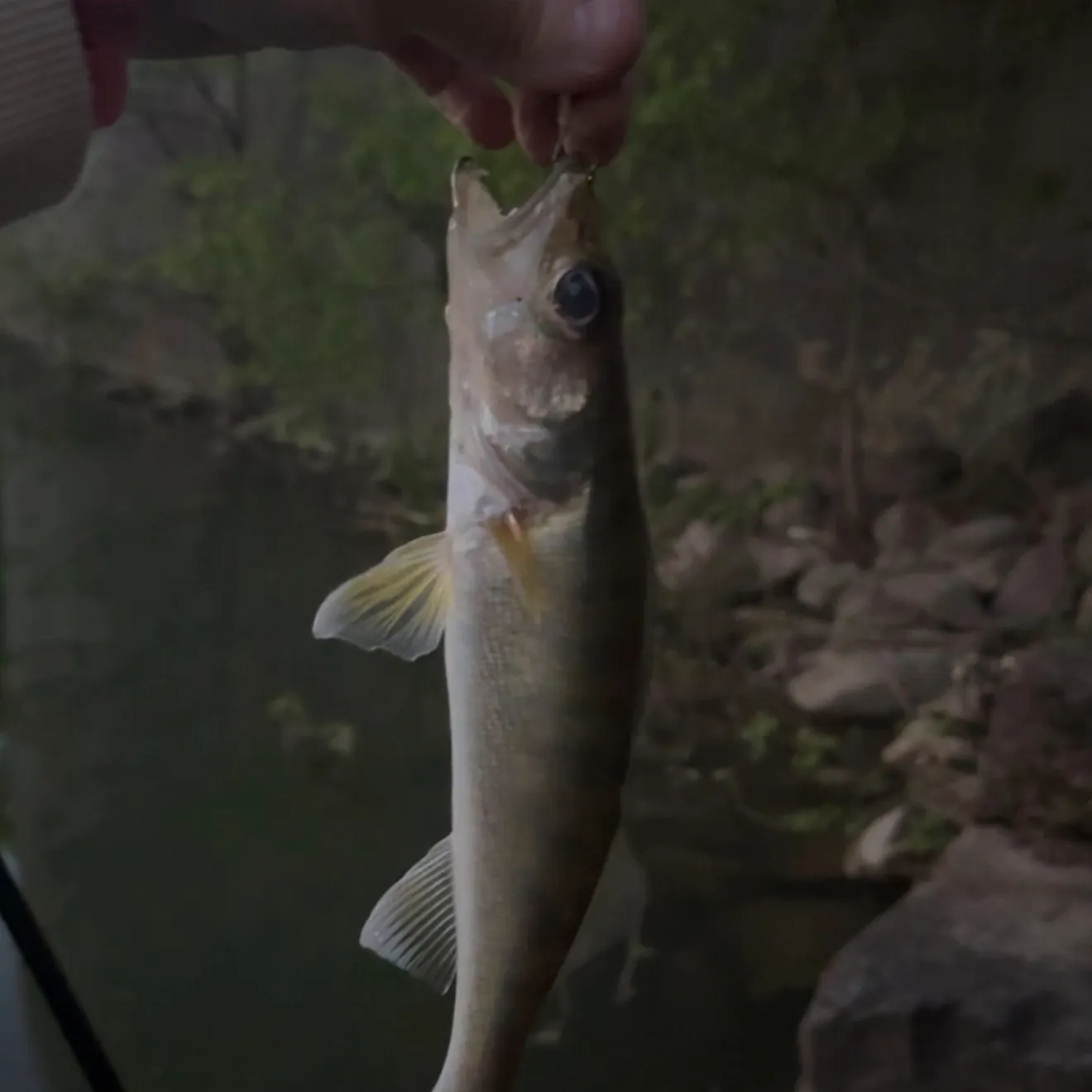 Walleye caught on Fishbrain