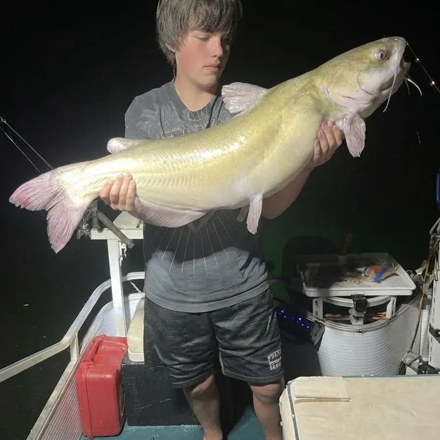 Channel catfish caught on Fishbrain