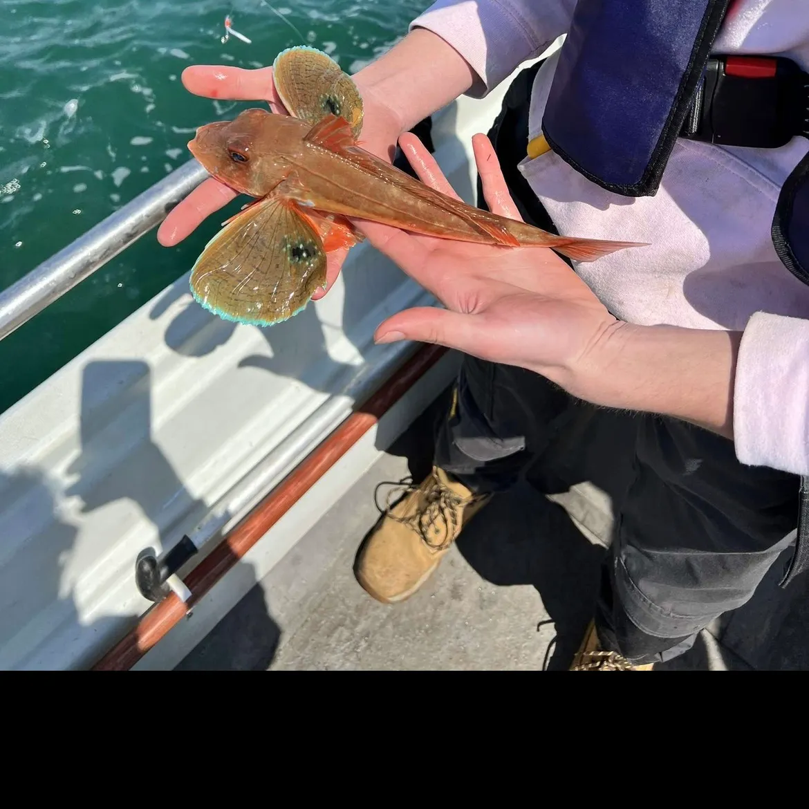 The most recent Tub gurnard catches on Fishbrain