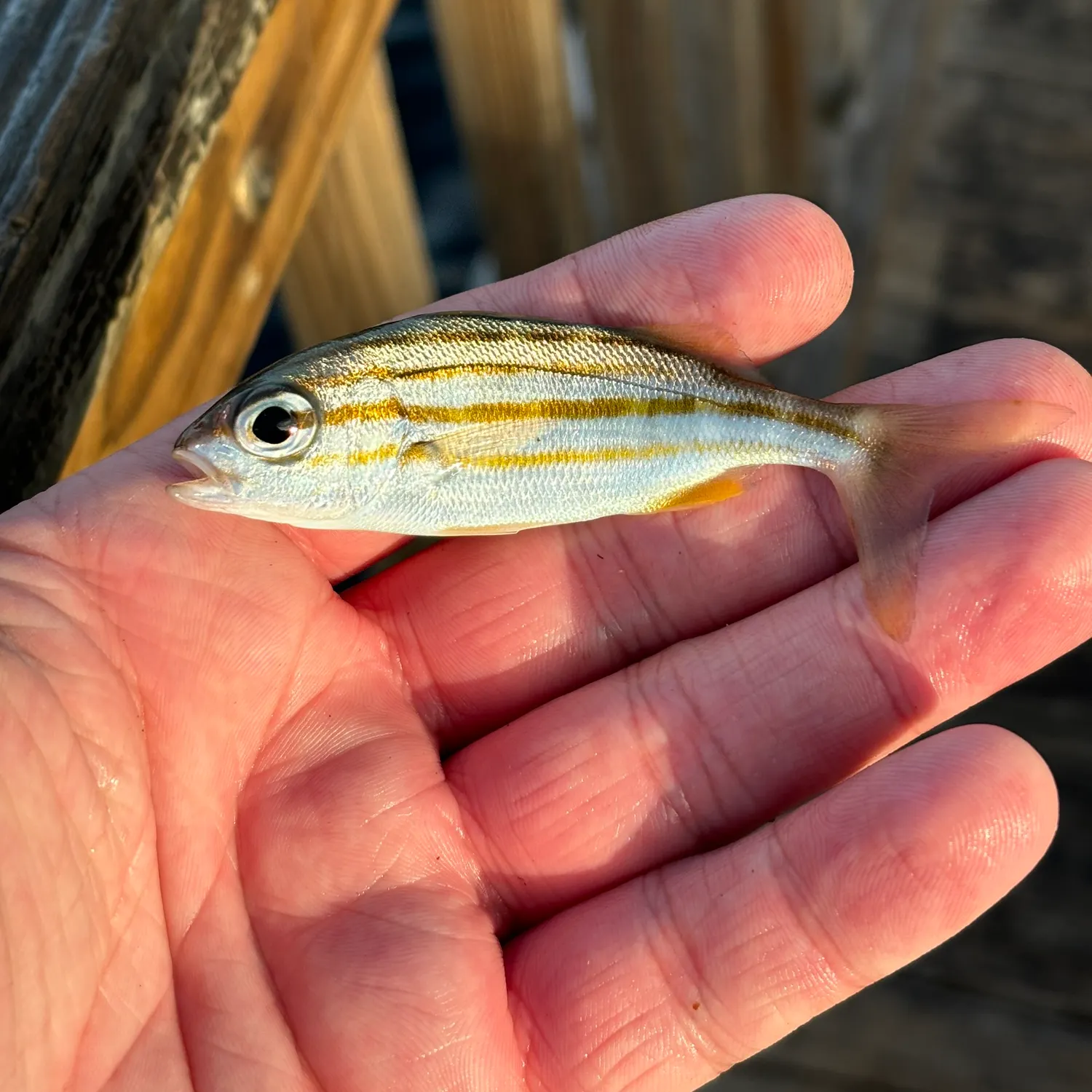 The most recent Smallmouth grunt catches on Fishbrain