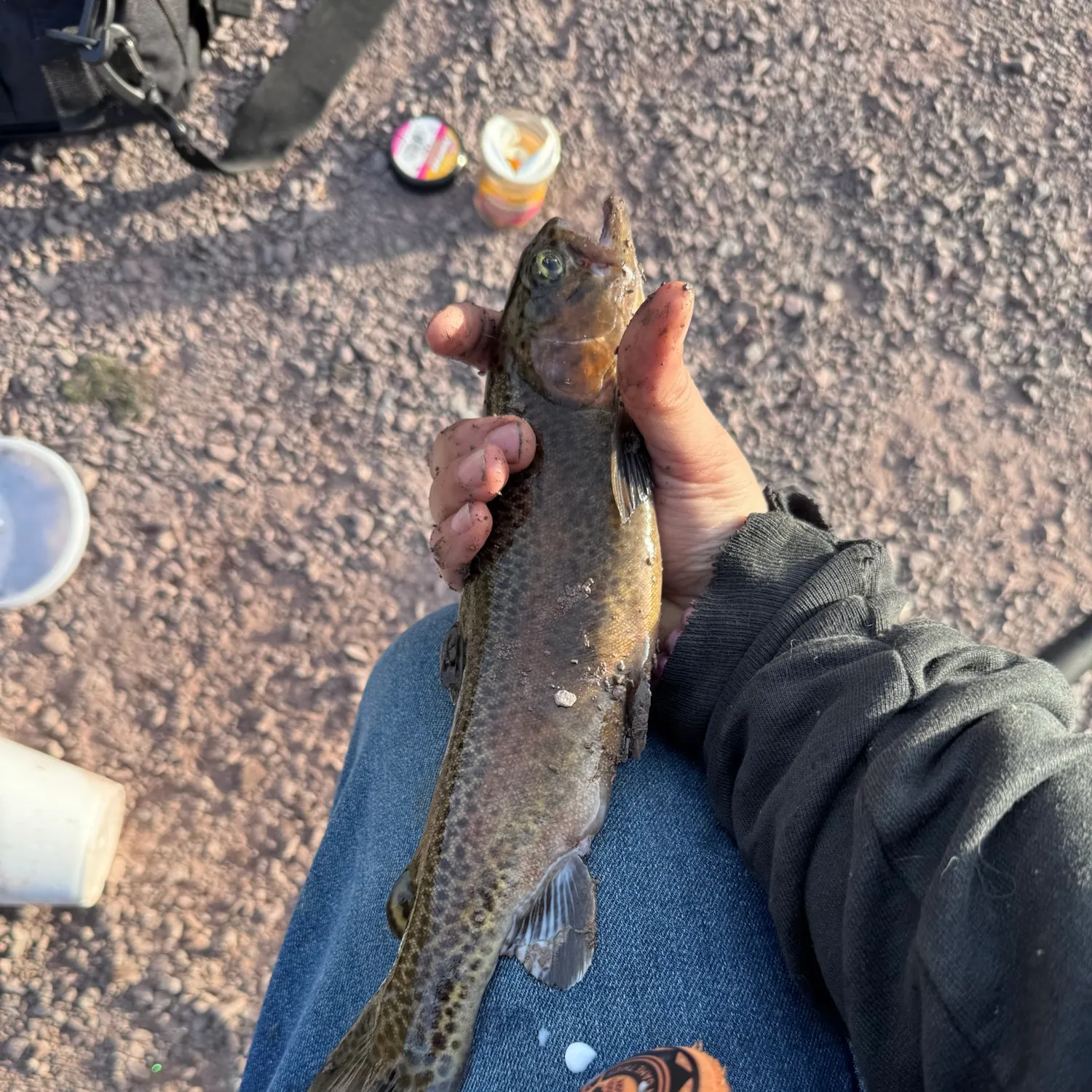 Rainbow trout caught on Fishbrain