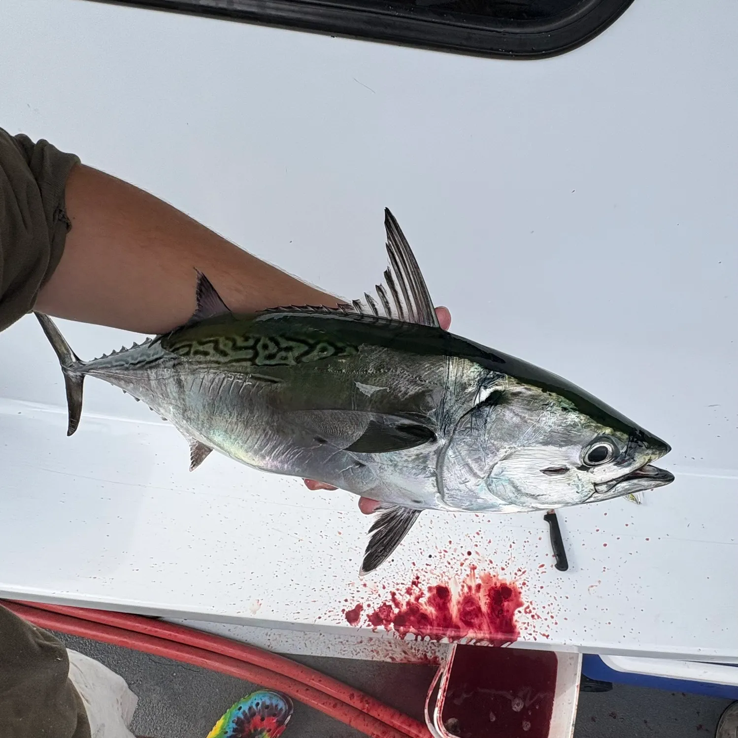 The most recent Little tunny catches on Fishbrain