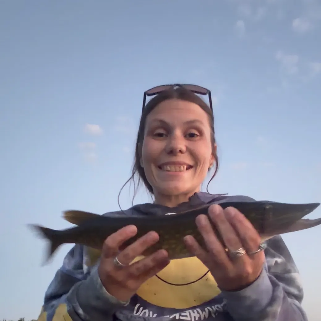 Chain pickerel caught on Fishbrain
