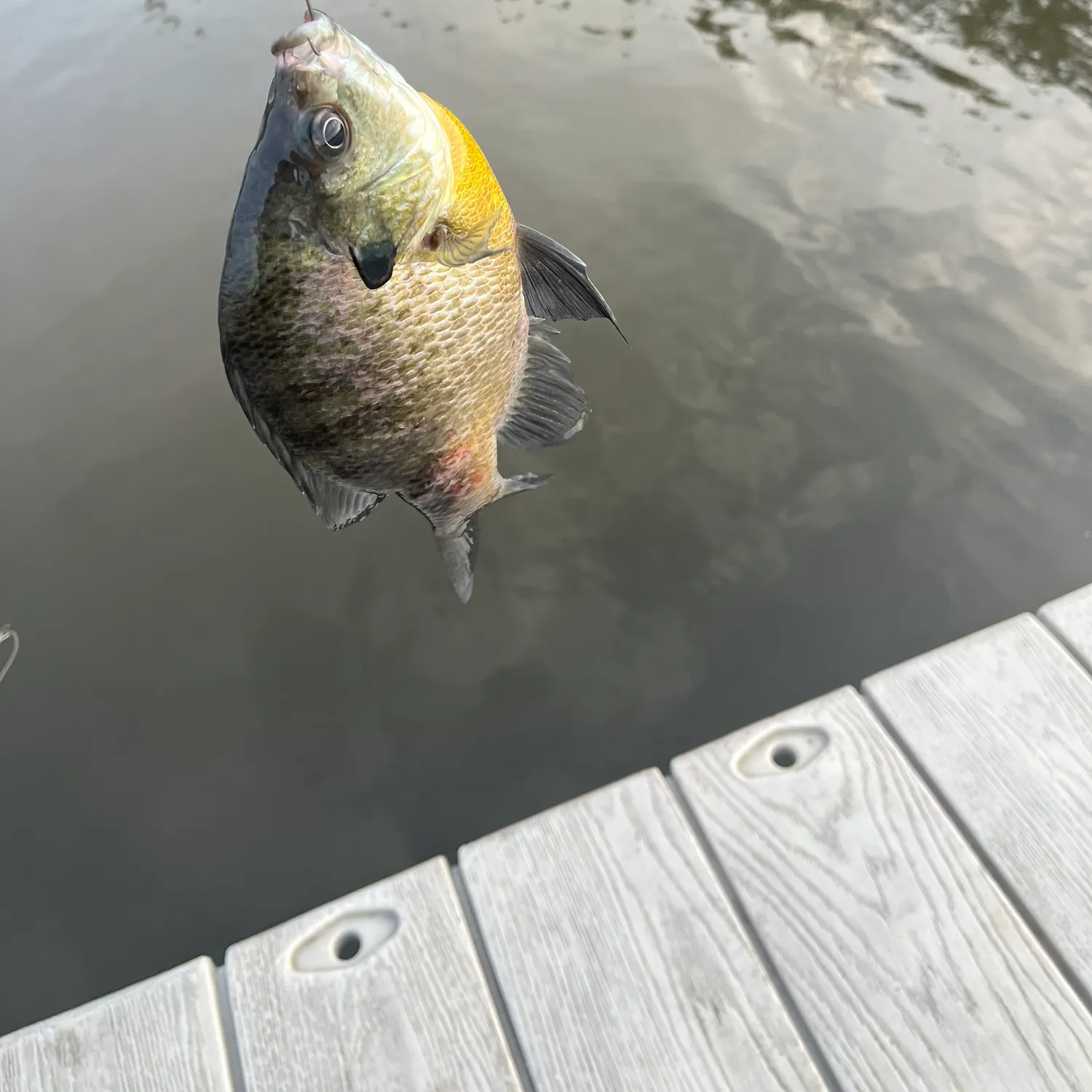 Bluegill caught on Fishbrain