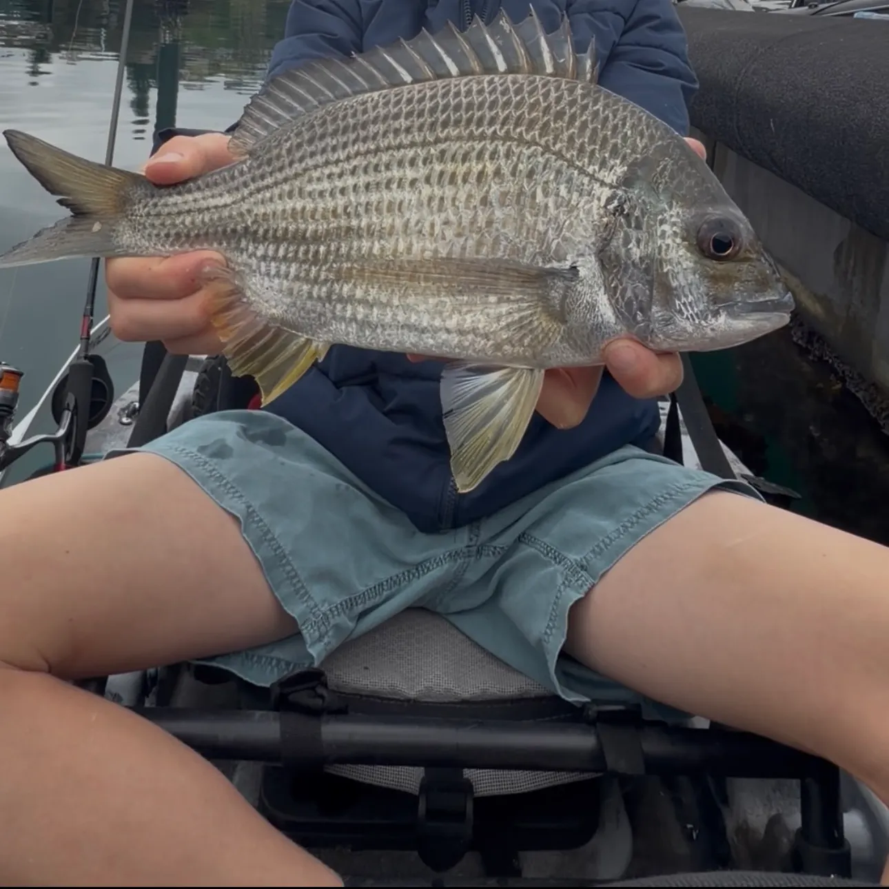 Surf bream caught on Fishbrain